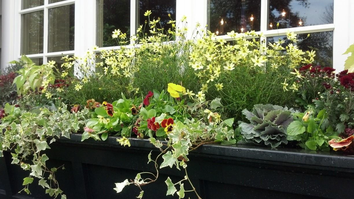 Фотоохота: 50 схем для высадки в летние кашпо