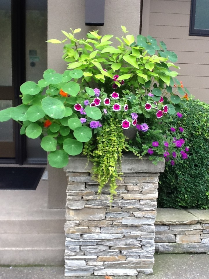 Фотоохота: 50 схем для высадки в летние кашпо