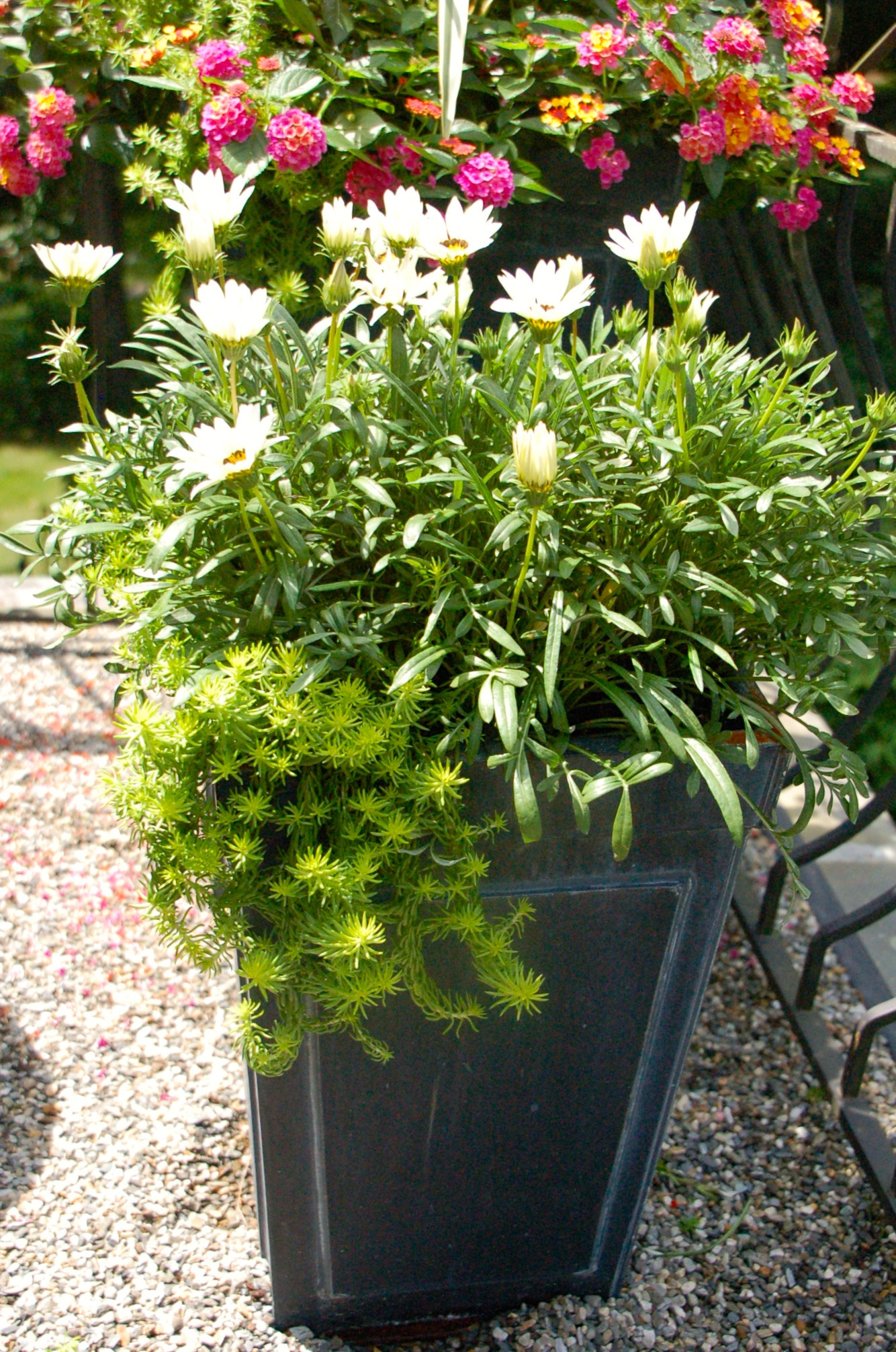 Азбука садовода: Каким садовым растениям надо зимовать внутри дома