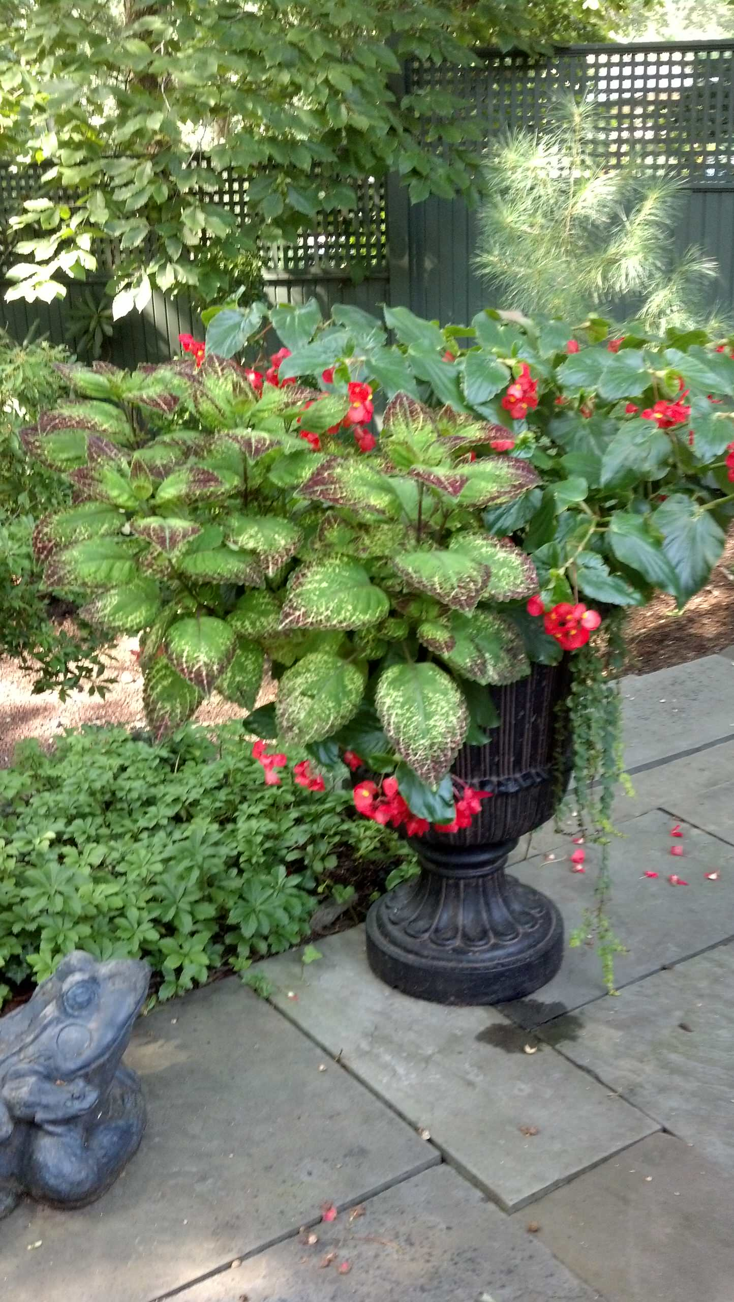 Фотоохота: 50 схем для высадки в летние кашпо