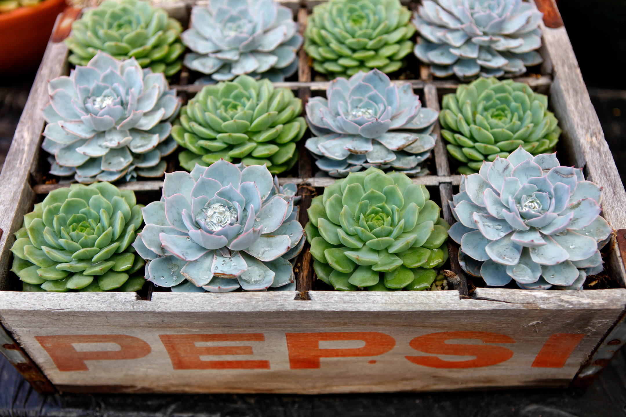 Как ухаживать за суккулентами в домашних условиях