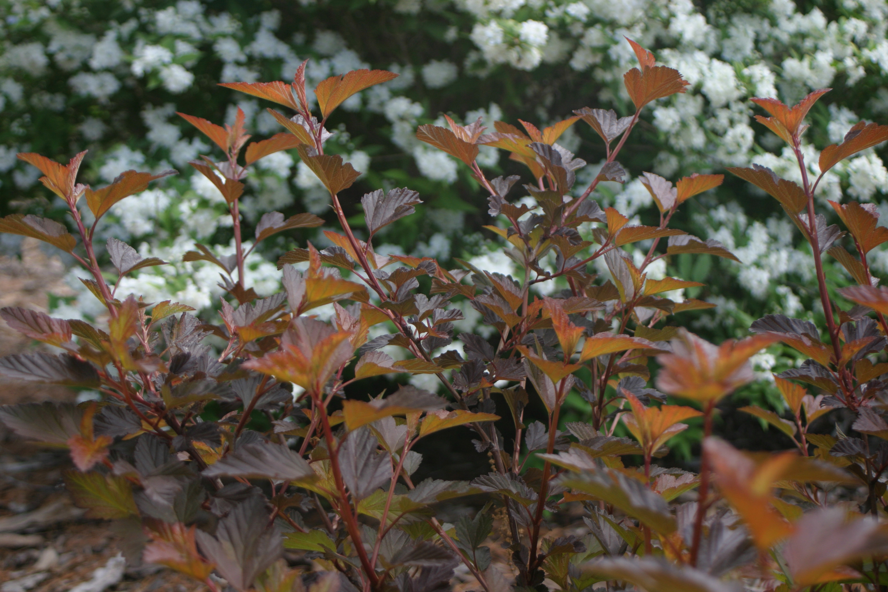 Готовимся к зиме: Выбор морозоустойчивых деревьев и кустарников