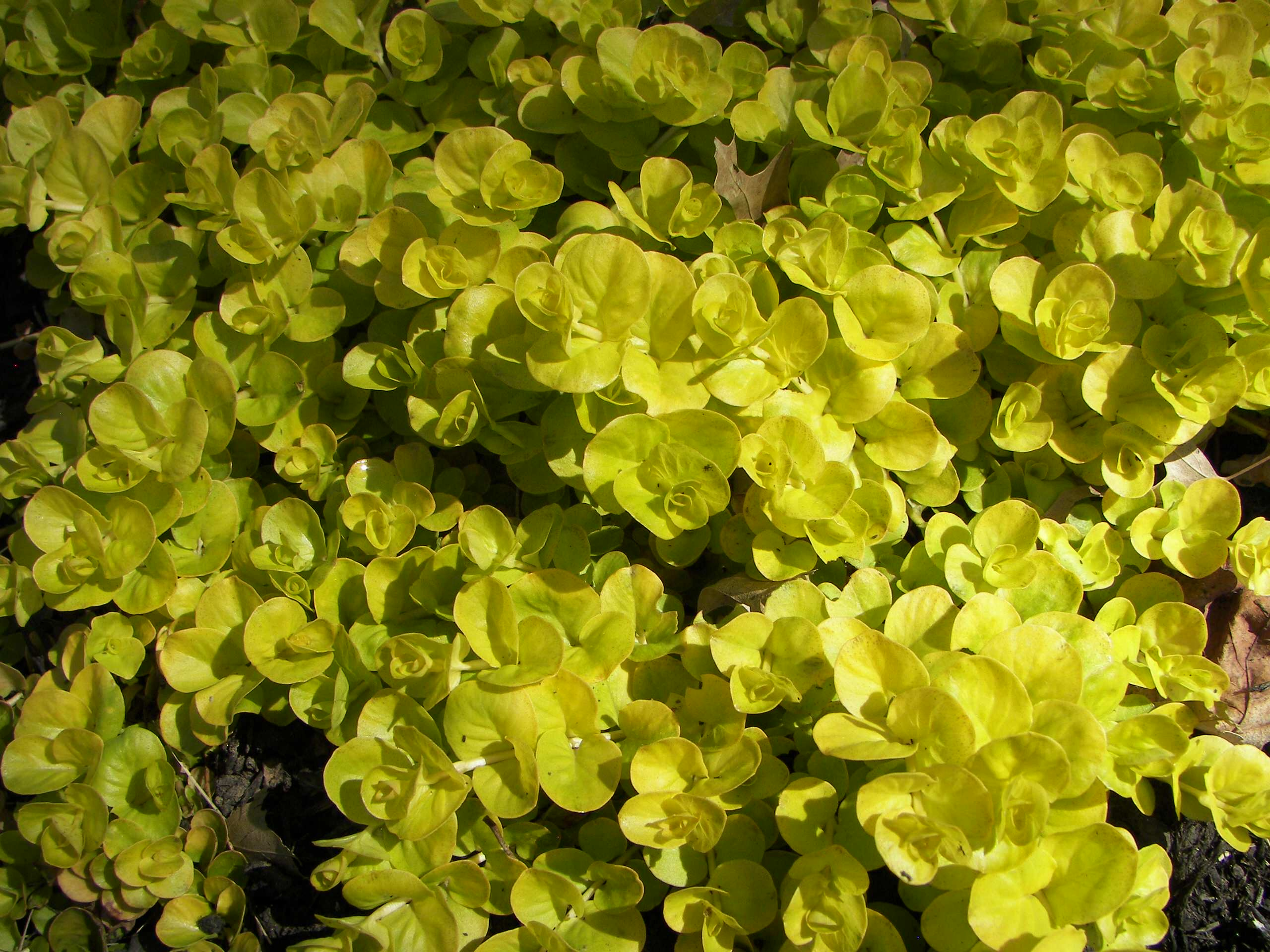 Зачем вам: Растения, которые можно вытаптывать