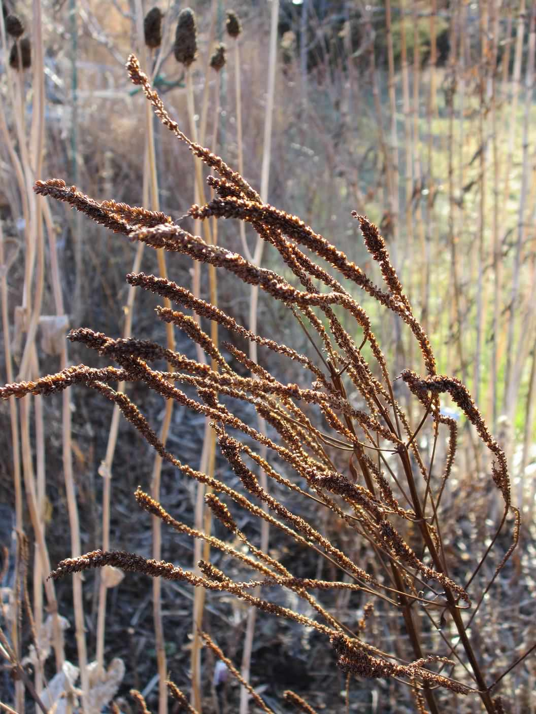 Как правильно: Посадочный материал для сада «новой волны»