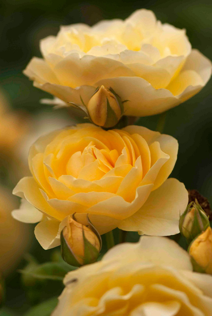 Как правильно: Сохранить саженцы роз до посадки