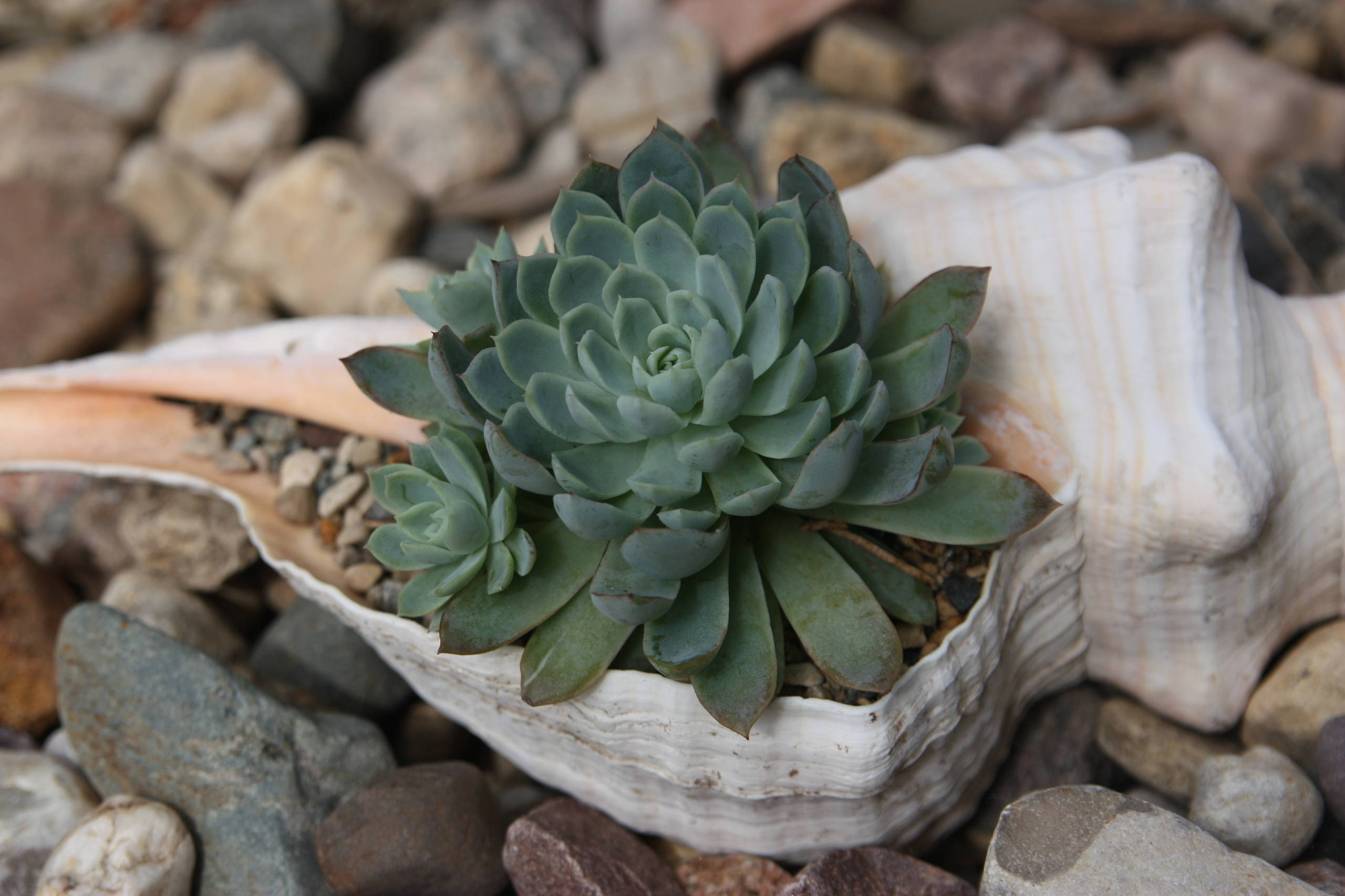 Как ухаживать за суккулентами в домашних условиях