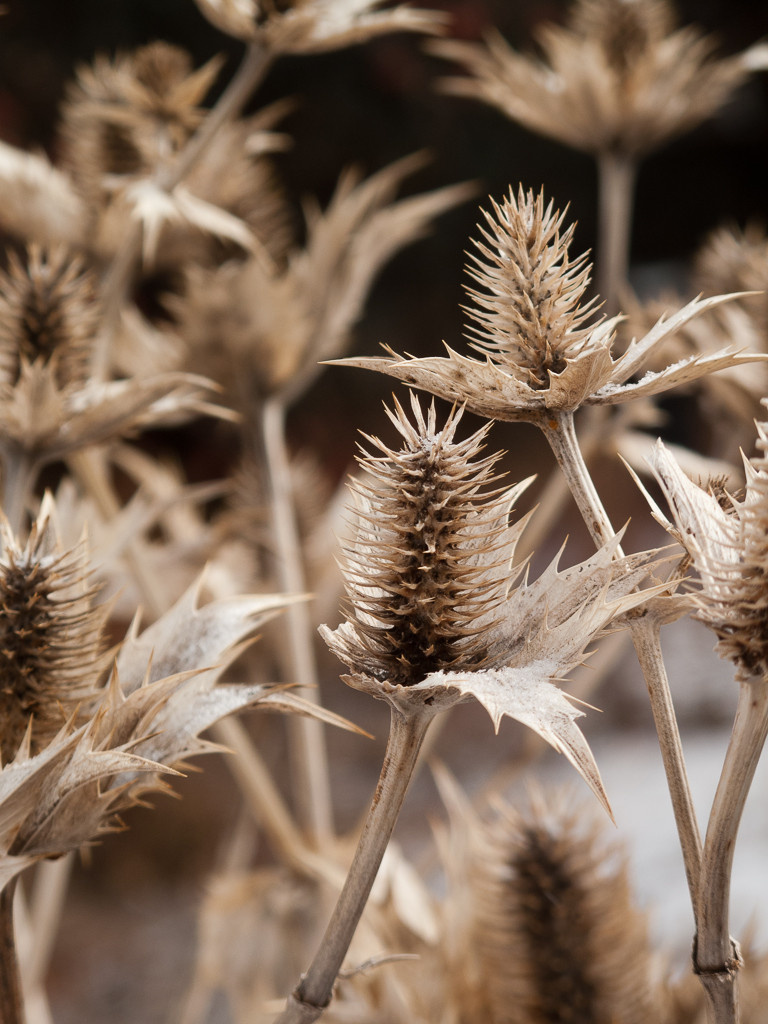 Тренд: Убирать миксбордеры по осени уже не модно