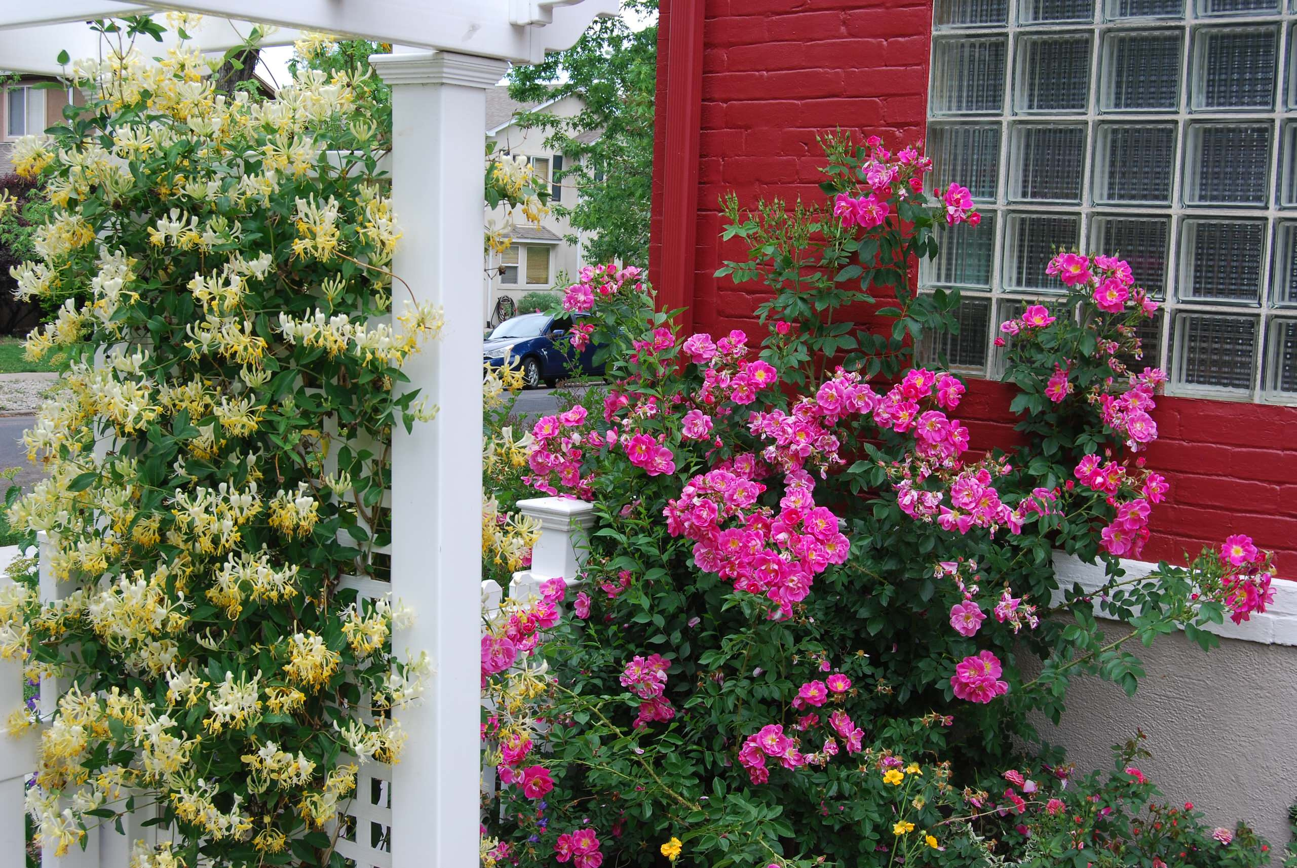 Увей меня нежно: Сажаем вьющиеся растения у забора, беседки и перголы