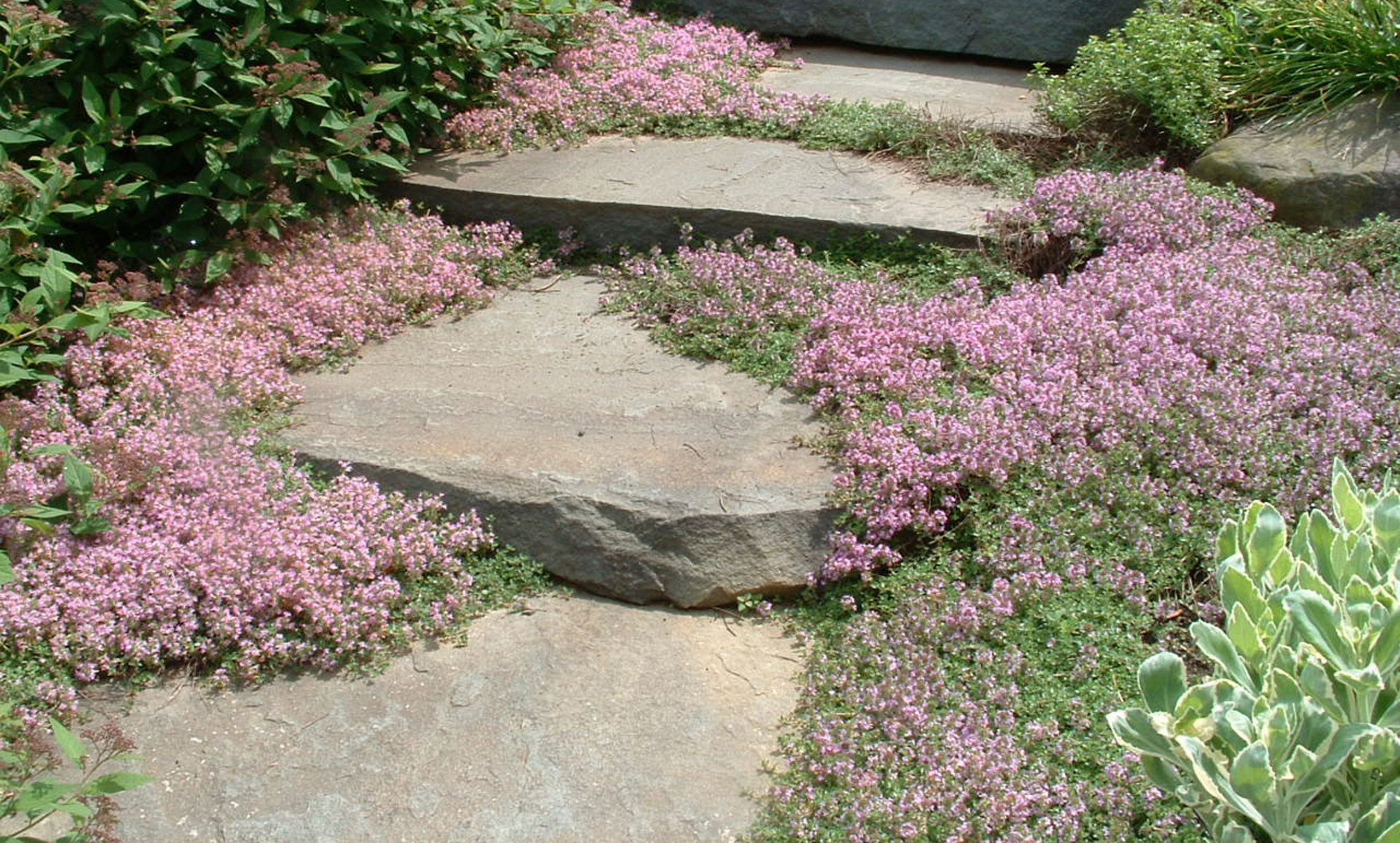 Как правильно: Вырастить «живые ступени»