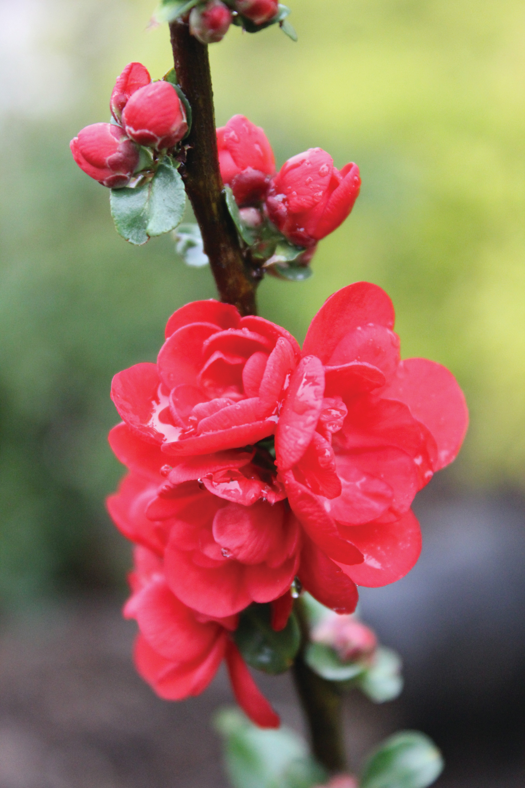 Сами не местные: 10 кустарников в зоне риска в Подмосковье