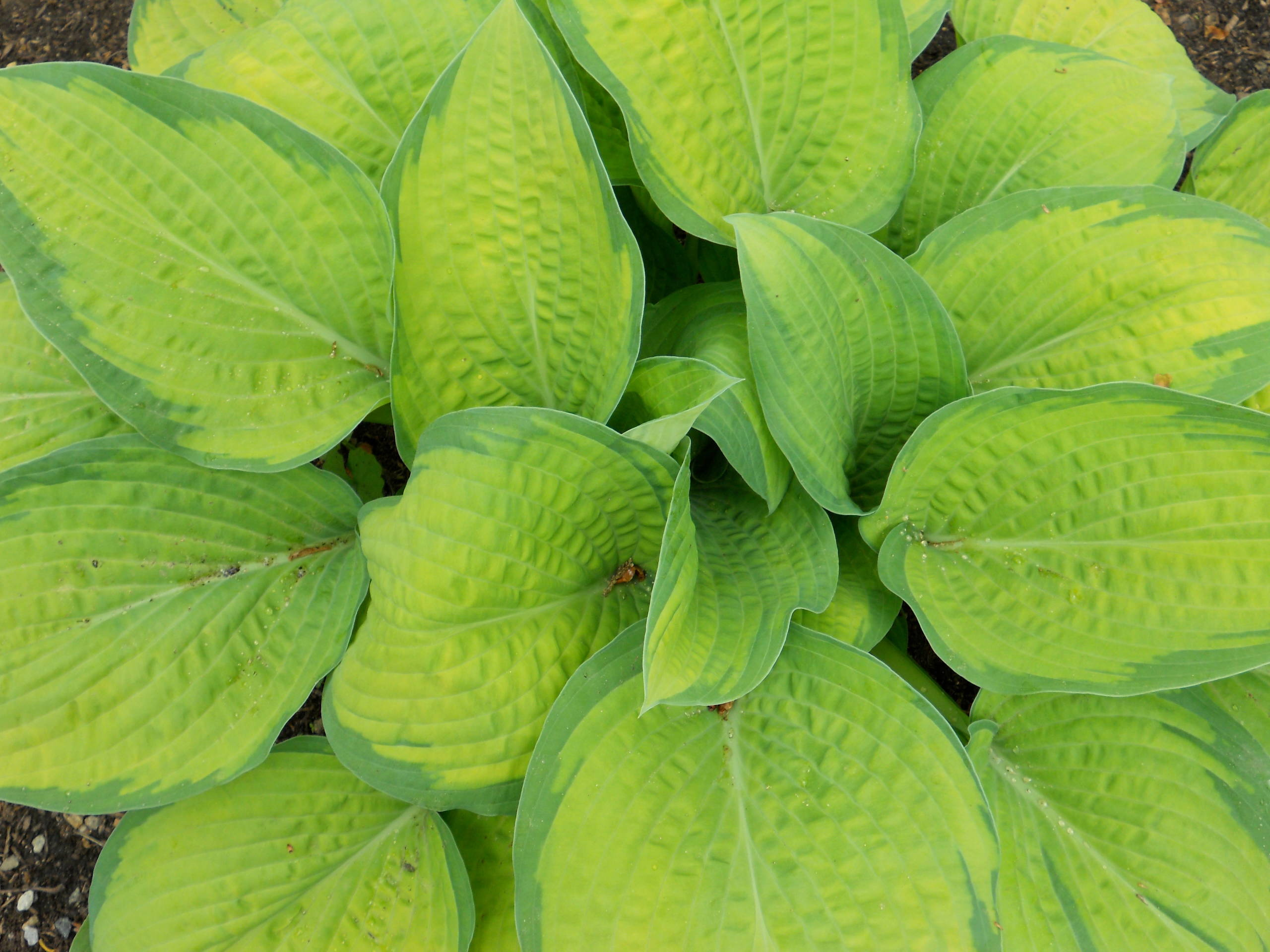 В закладки: Топ-10 цветущих растений для сада в тени