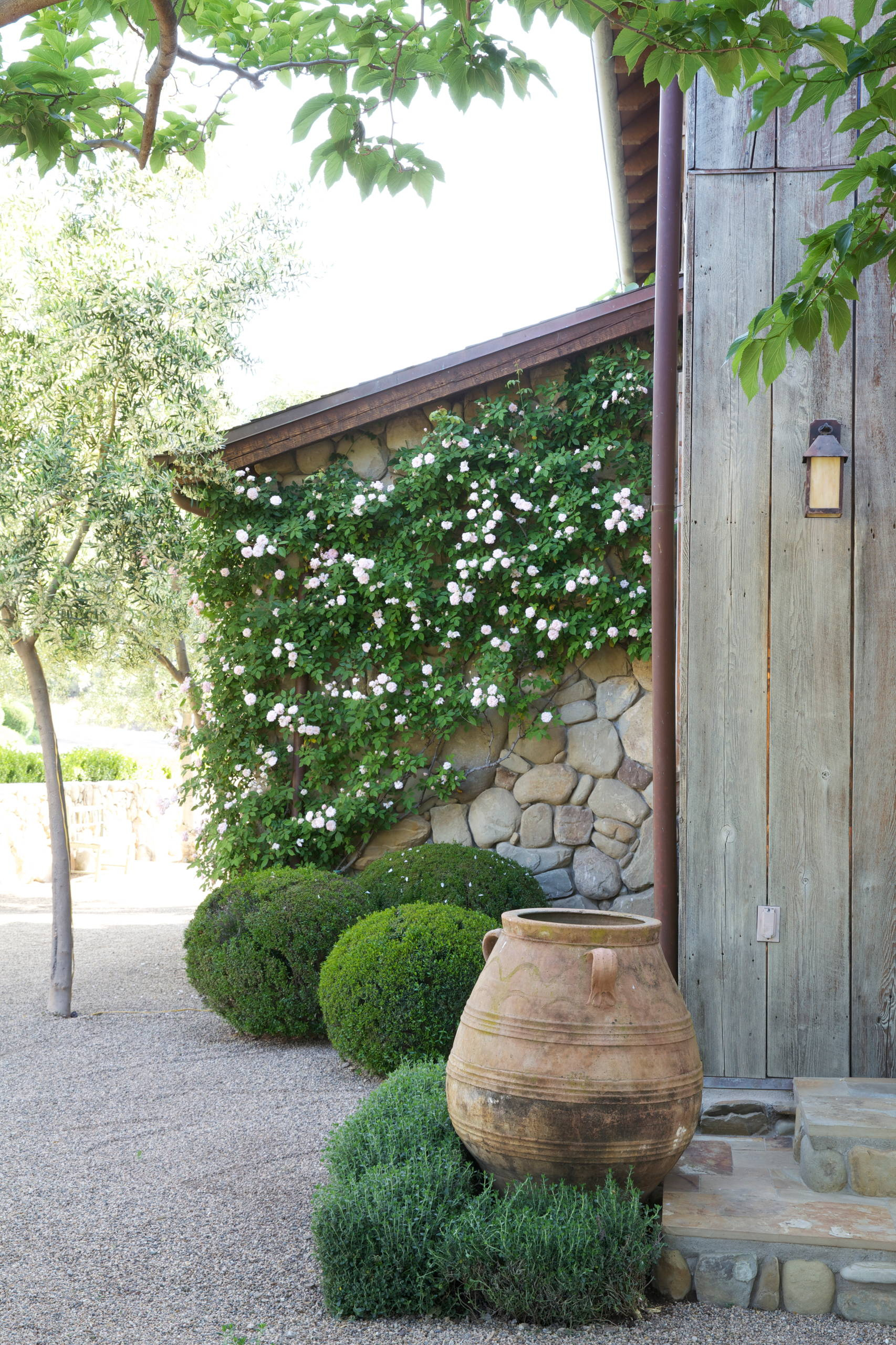 Фотоохота: шары — стриженые и не только