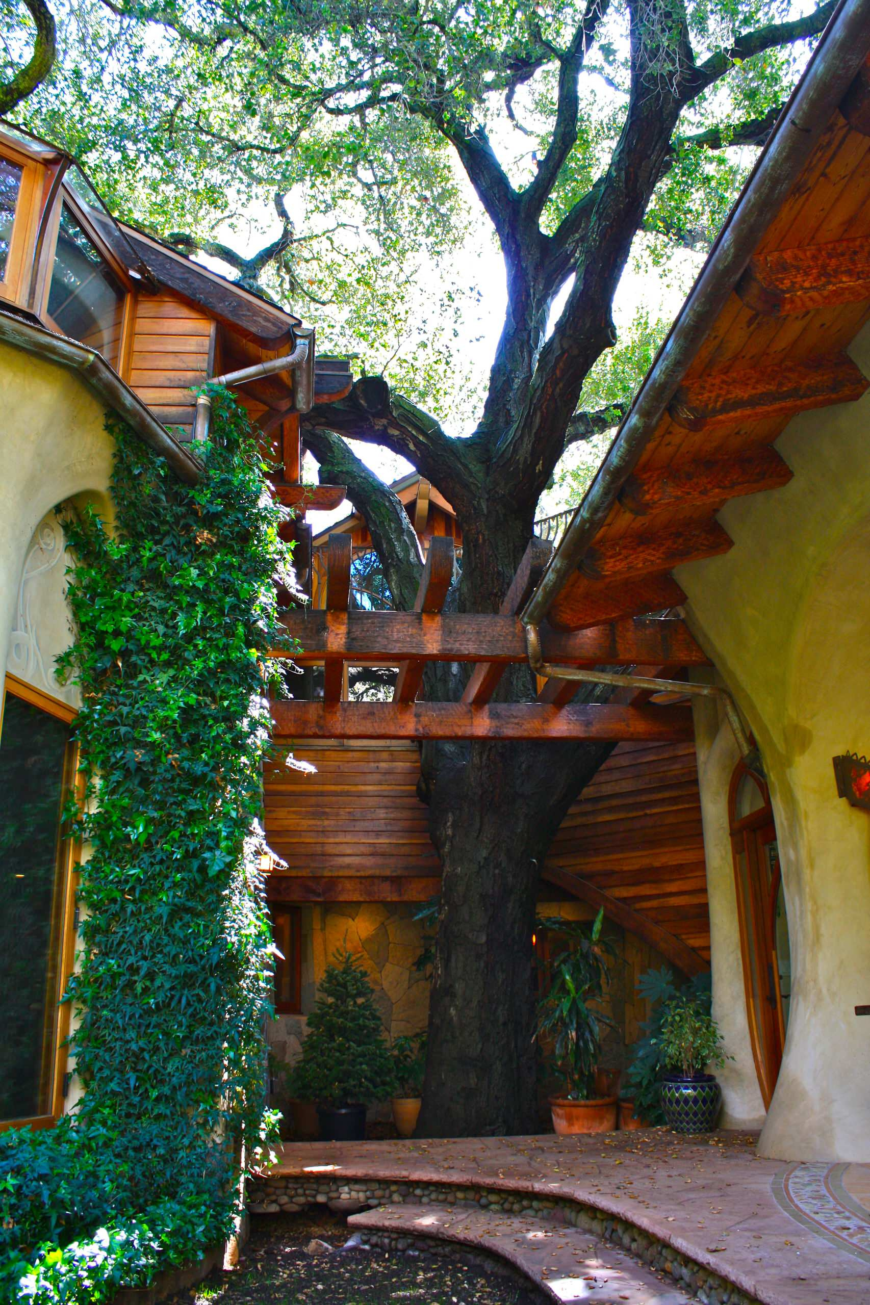 Увей меня нежно: Сажаем вьющиеся растения у забора, беседки и перголы