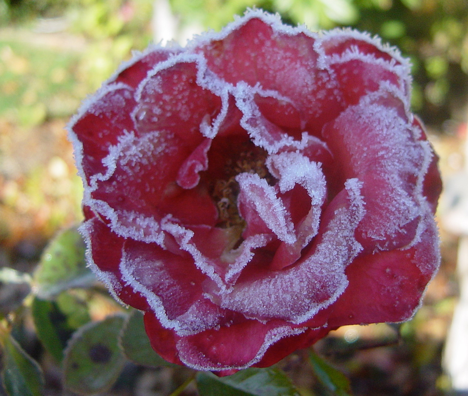 Личный опыт: Скорая помощь для роз