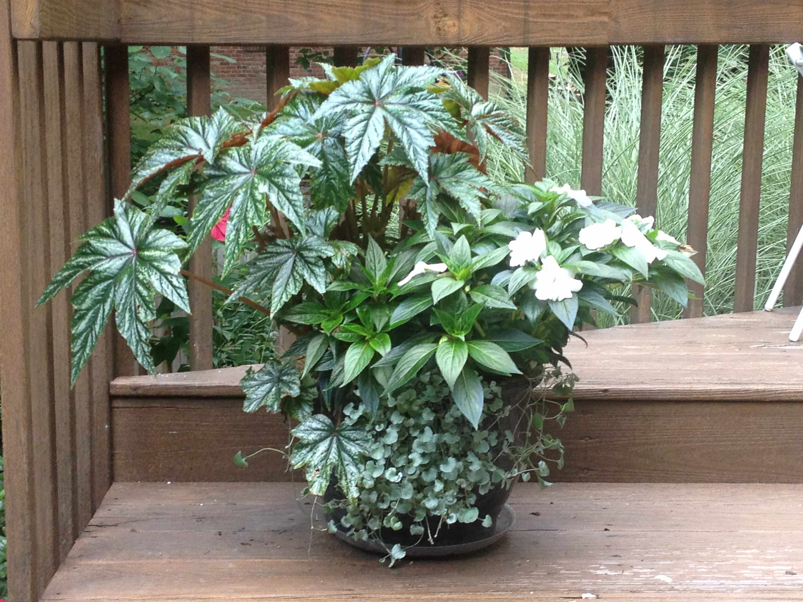 Фотоохота: 50 схем для высадки в летние кашпо