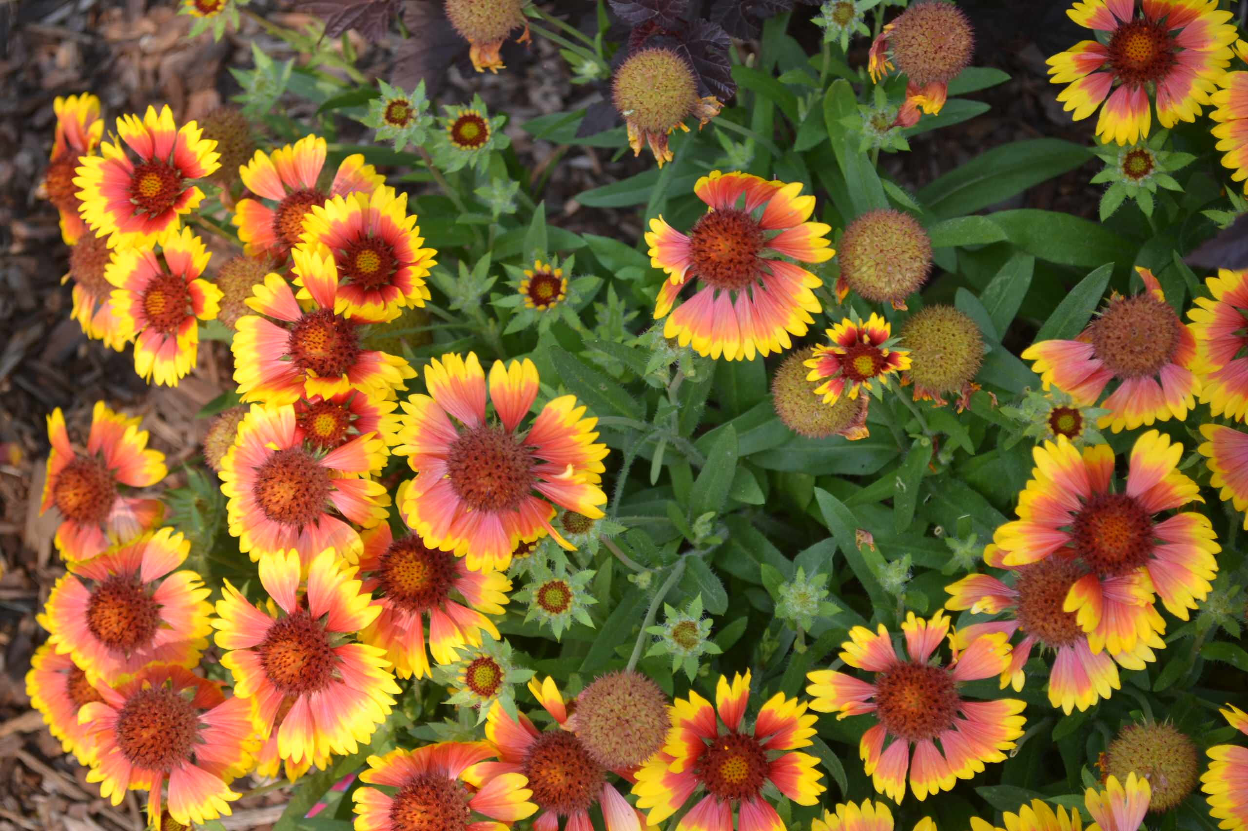 Азбука садовода: Каким садовым растениям надо зимовать внутри дома