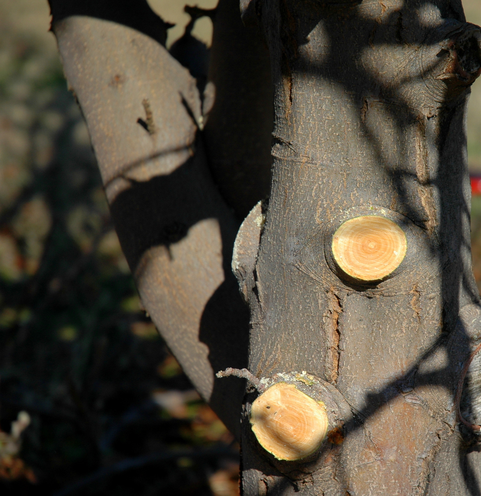 Вопрос: Какие работы важно проводить в саду зимой
