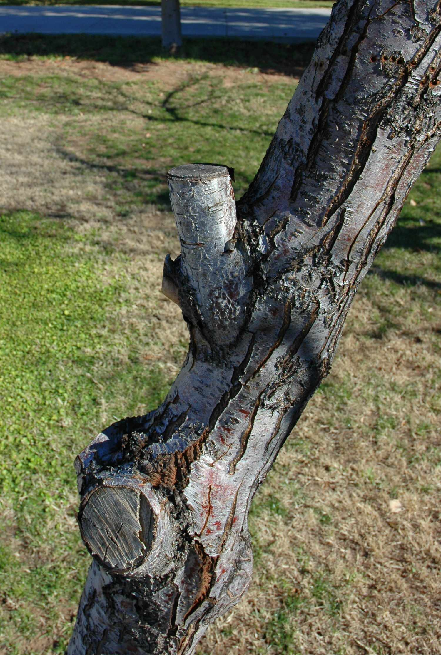 Вопрос: Какие работы важно проводить в саду зимой