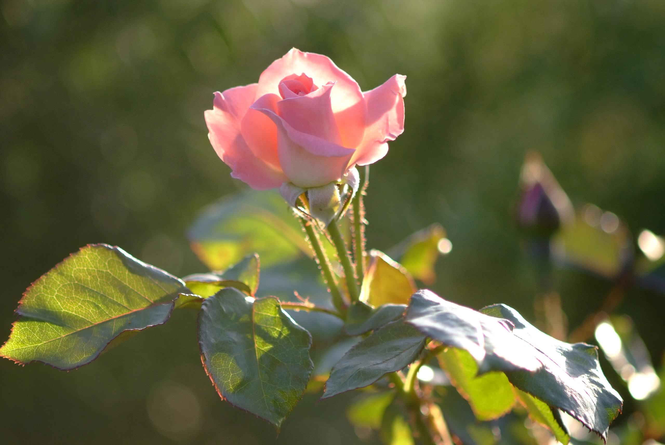 Как правильно: Сохранить саженцы роз до посадки