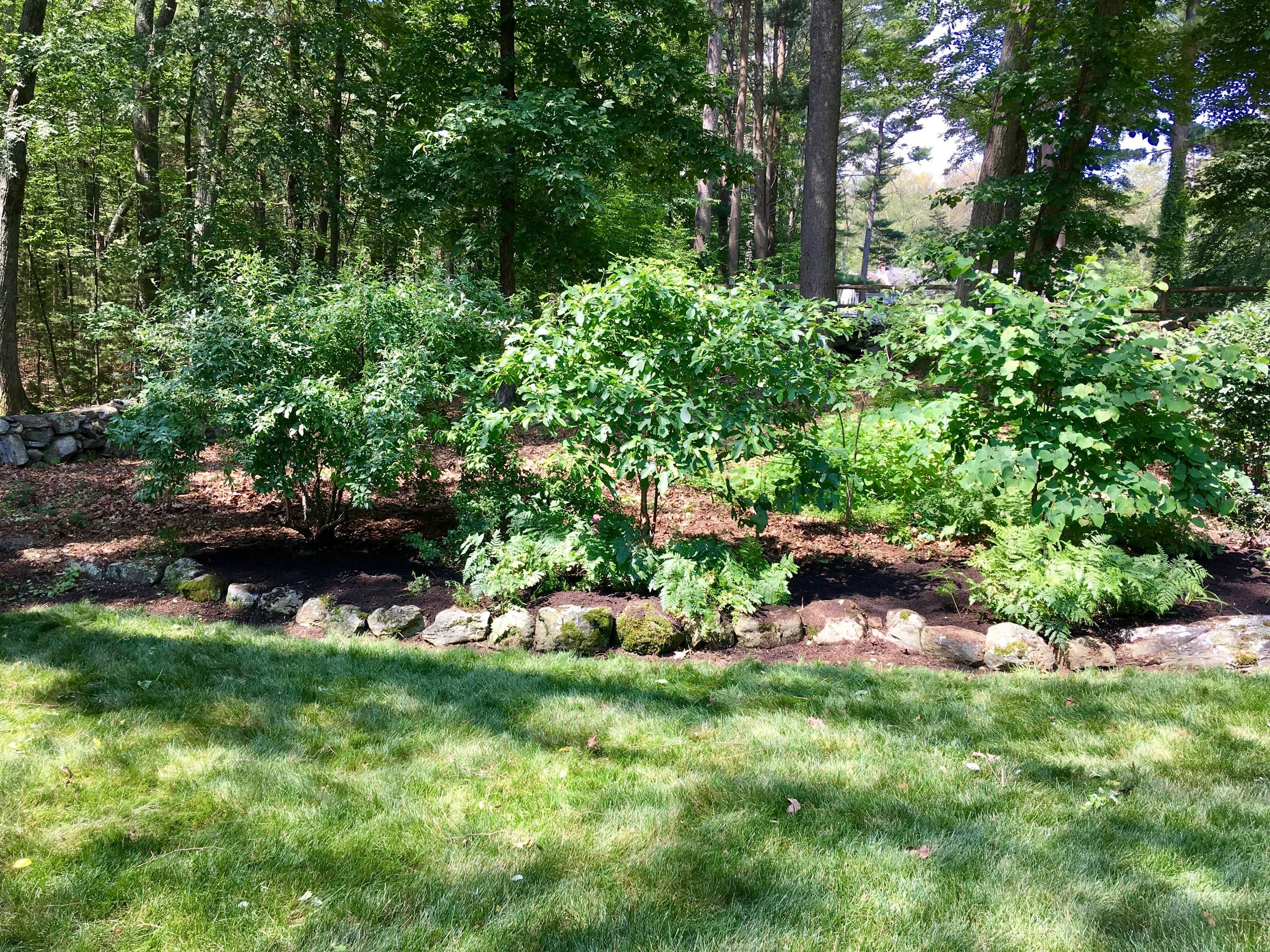 Как правильно: Выбрать деревья для будущего сада