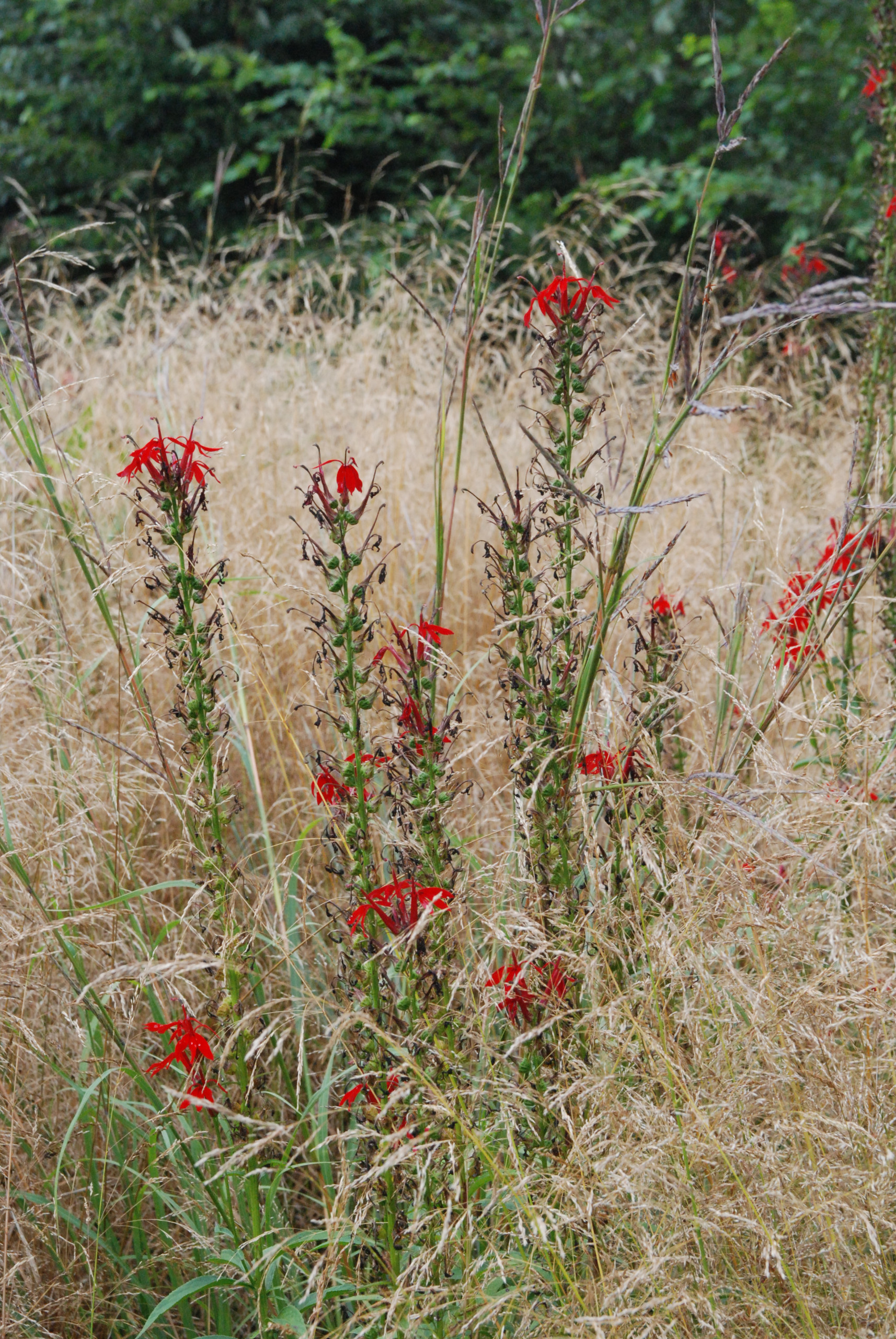 Ваш участок 10 соток? —Забудьте о саде «новой волны»