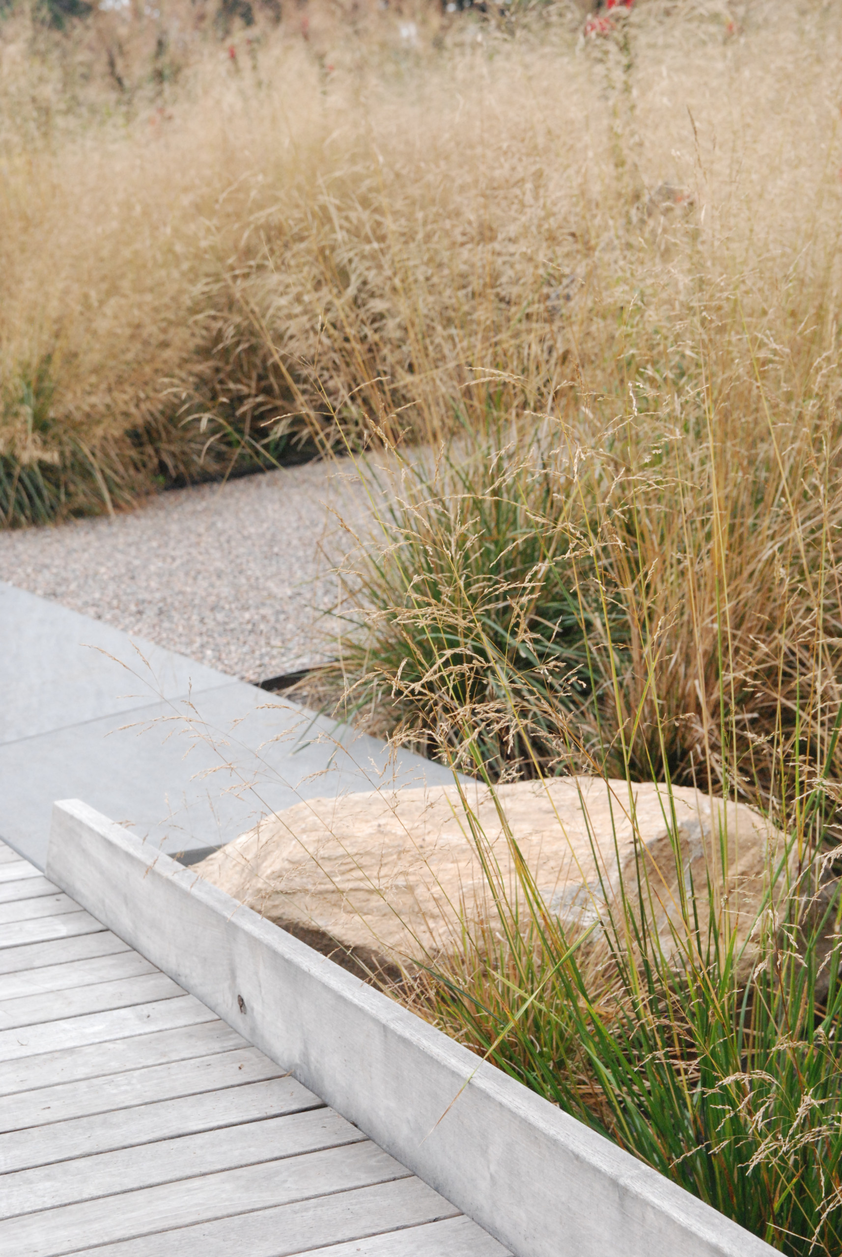 Как правильно: Посадочный материал для сада «новой волны»