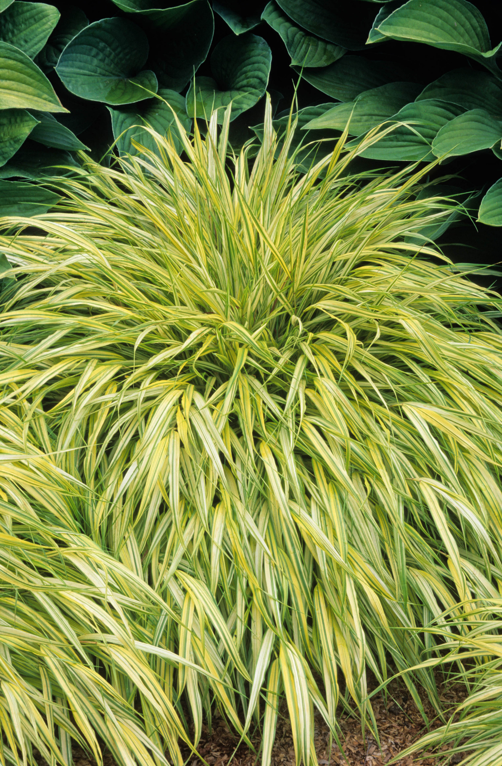 В закладки: Топ-10 цветущих растений для сада в тени