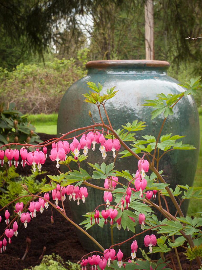 В закладки: Топ-10 цветущих растений для сада в тени