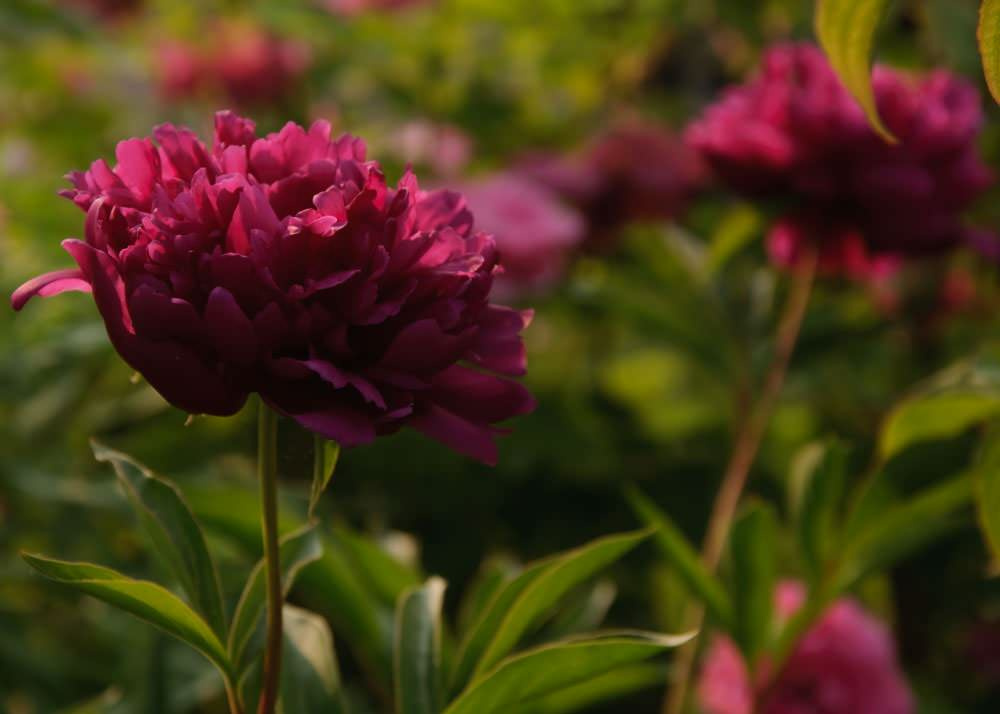 10 садовых цветов, за которыми можно почти не ухаживать