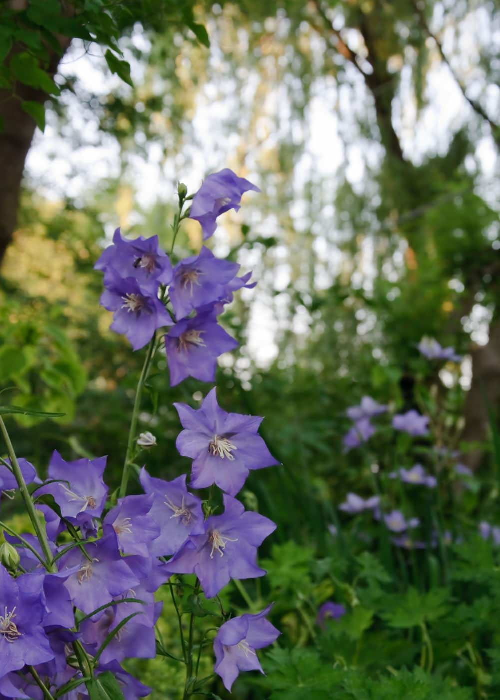 В закладки: Топ-10 цветущих растений для сада в тени