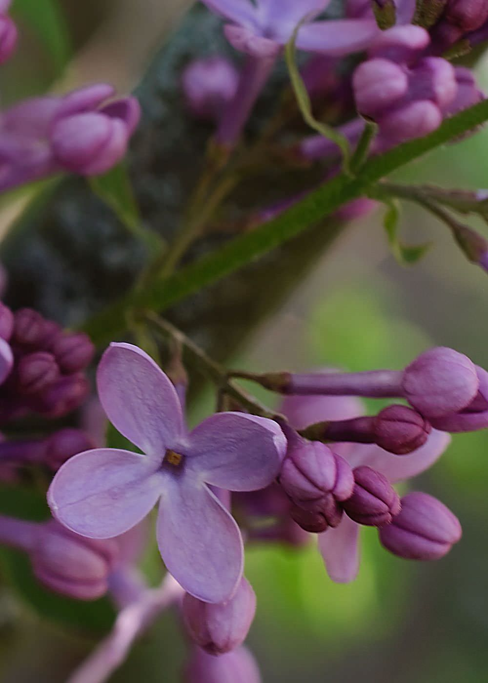 Как правильно: Выбрать и посадить сирень в своем саду