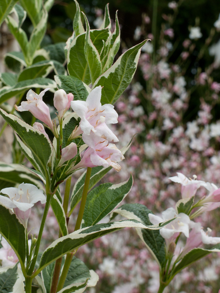 Сами не местные: 10 кустарников в зоне риска в Подмосковье