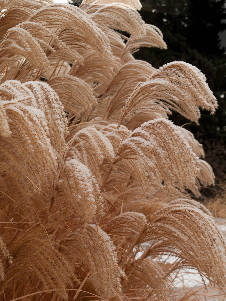 Зачем вам: Миксбордер с растениями в человеческий рост