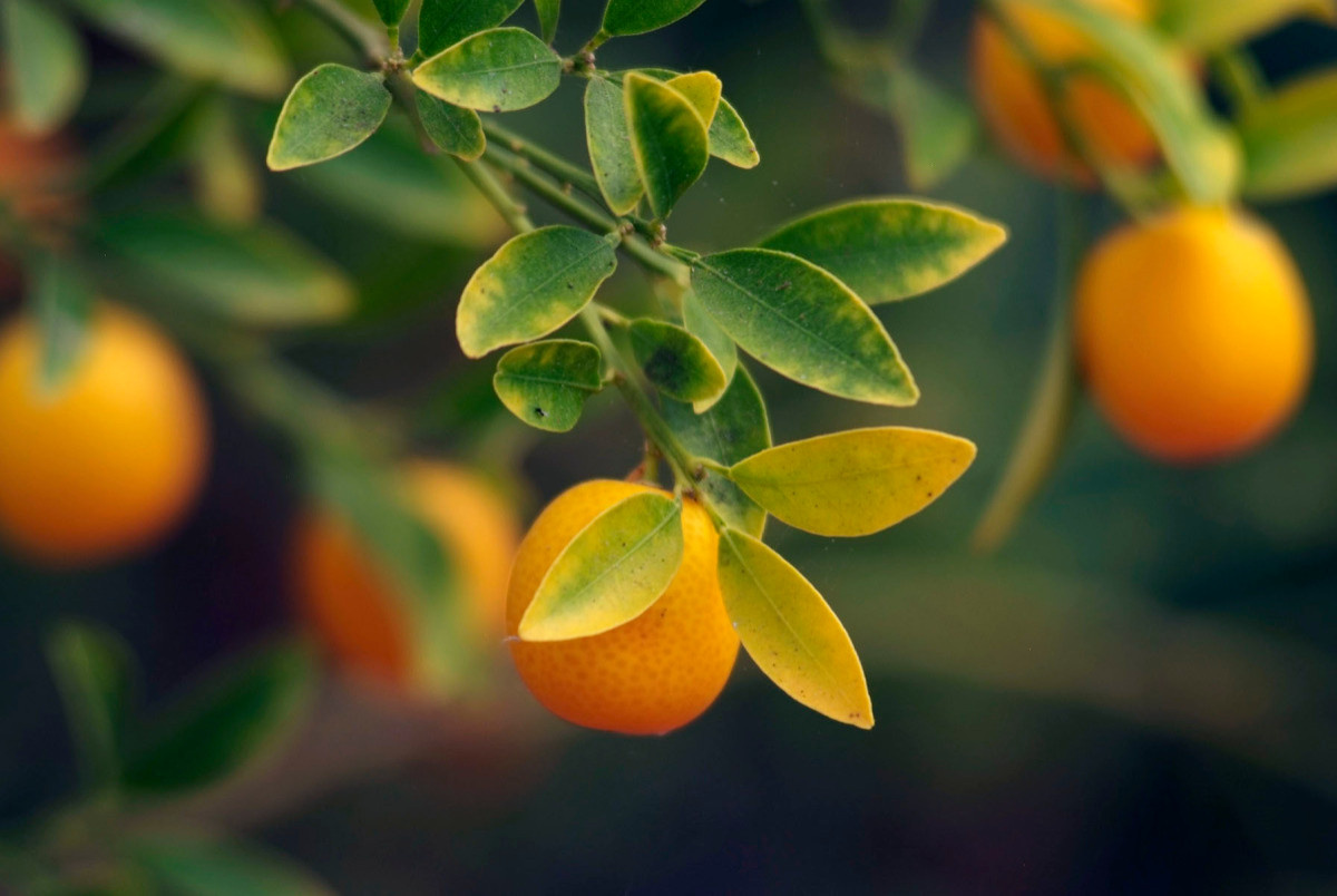 Зеленый шум: Создаем мини-сад в доме