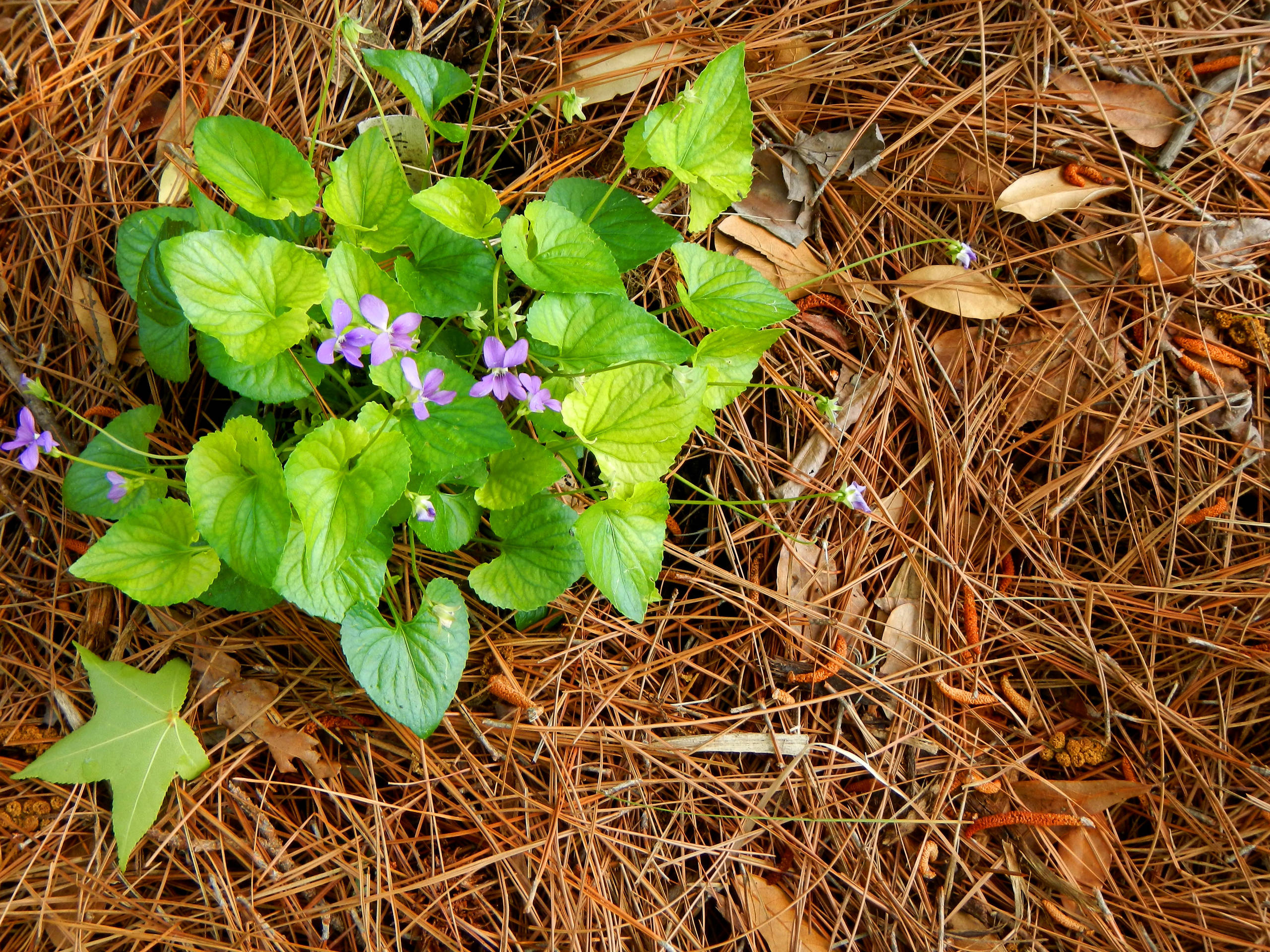 Родовое дерево: Как вырастить дуб из желудя, а сосну из семечка