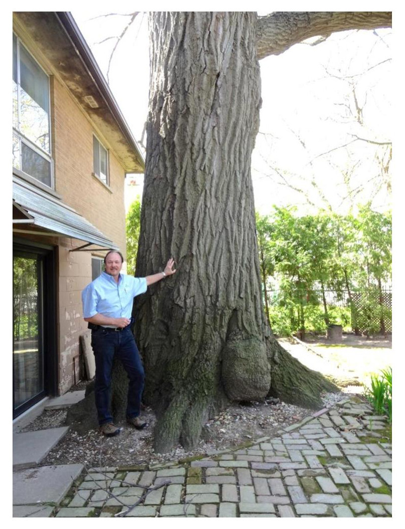 Личный опыт: Как я рубил гигантское дерево на участке