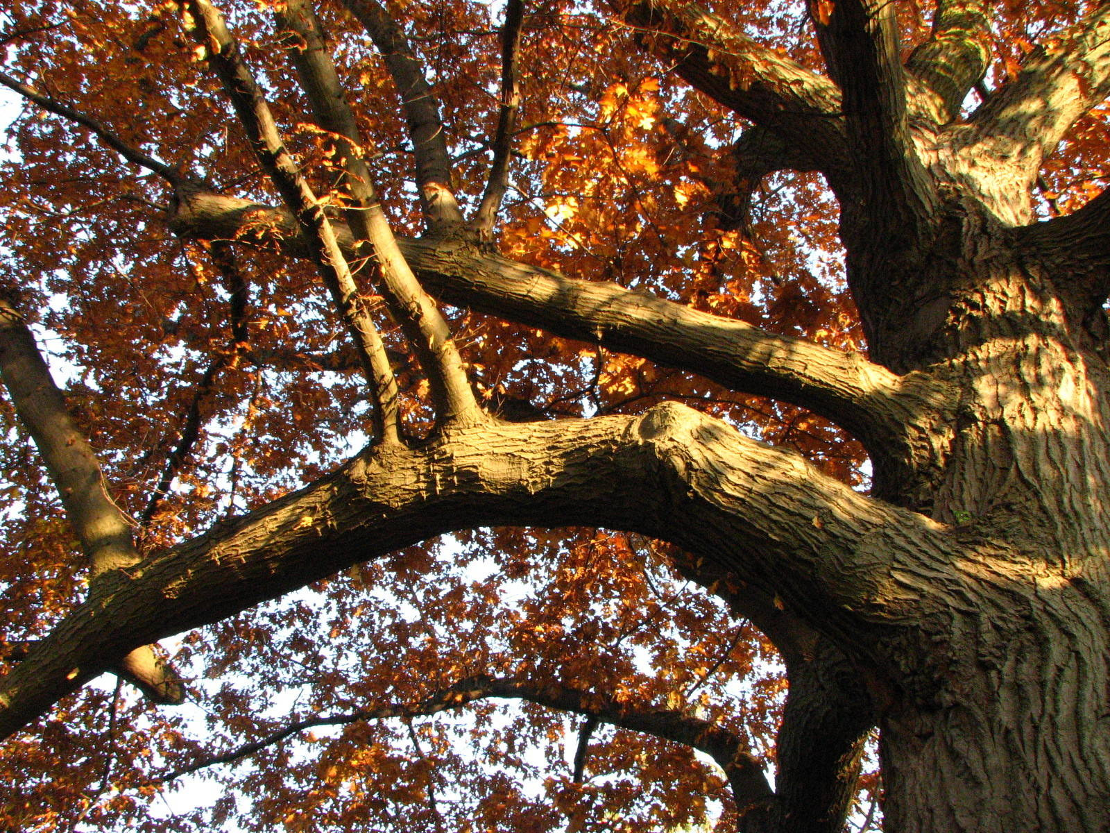 Родовое дерево: Как вырастить дуб из желудя, а сосну из семечка