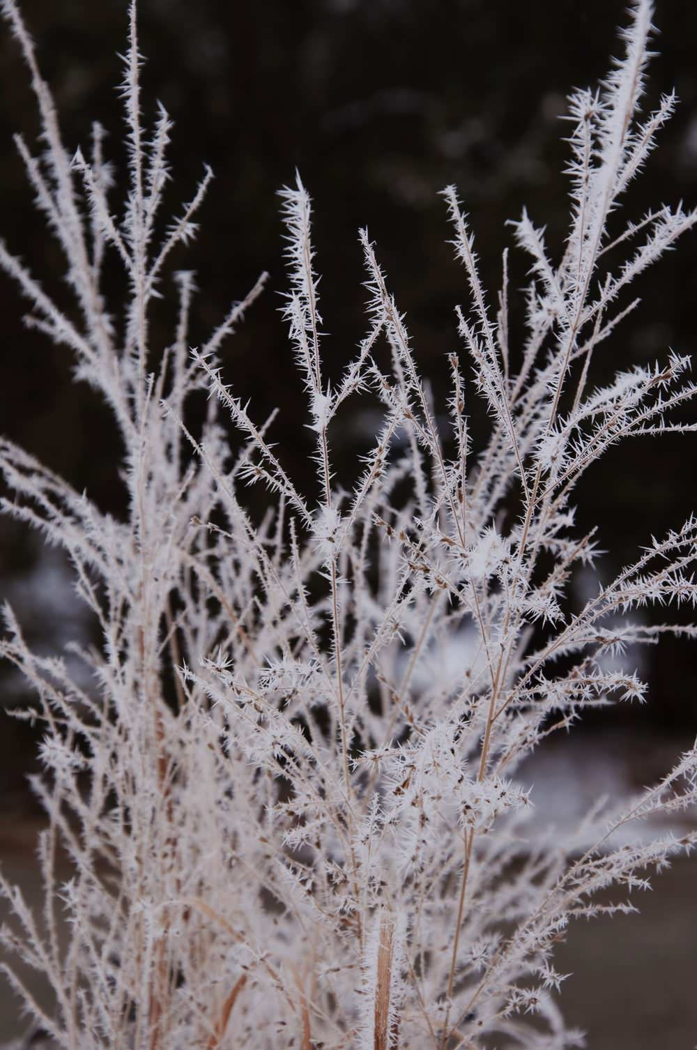 Houzz call: Покажите нам зимние пейзажи из своего окна