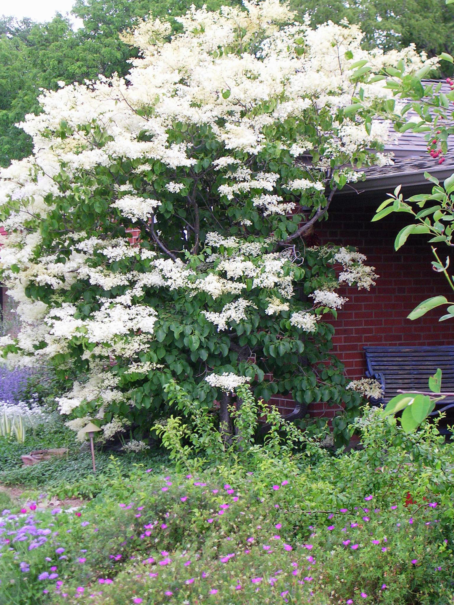 Как правильно: Выбрать и посадить сирень в своем саду