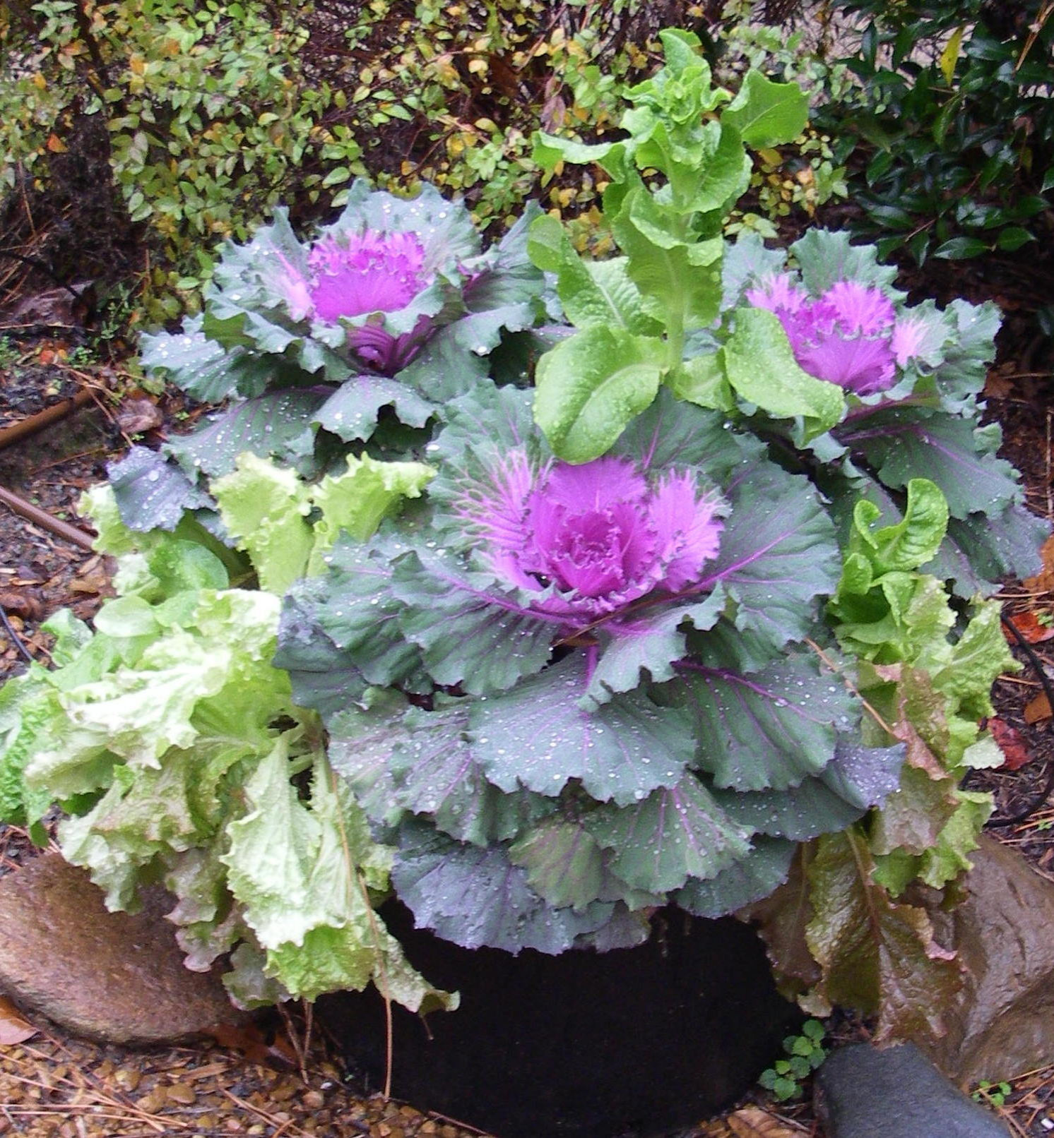 Пермакультура: Как использовать ее принципы на ваших 6 сотках