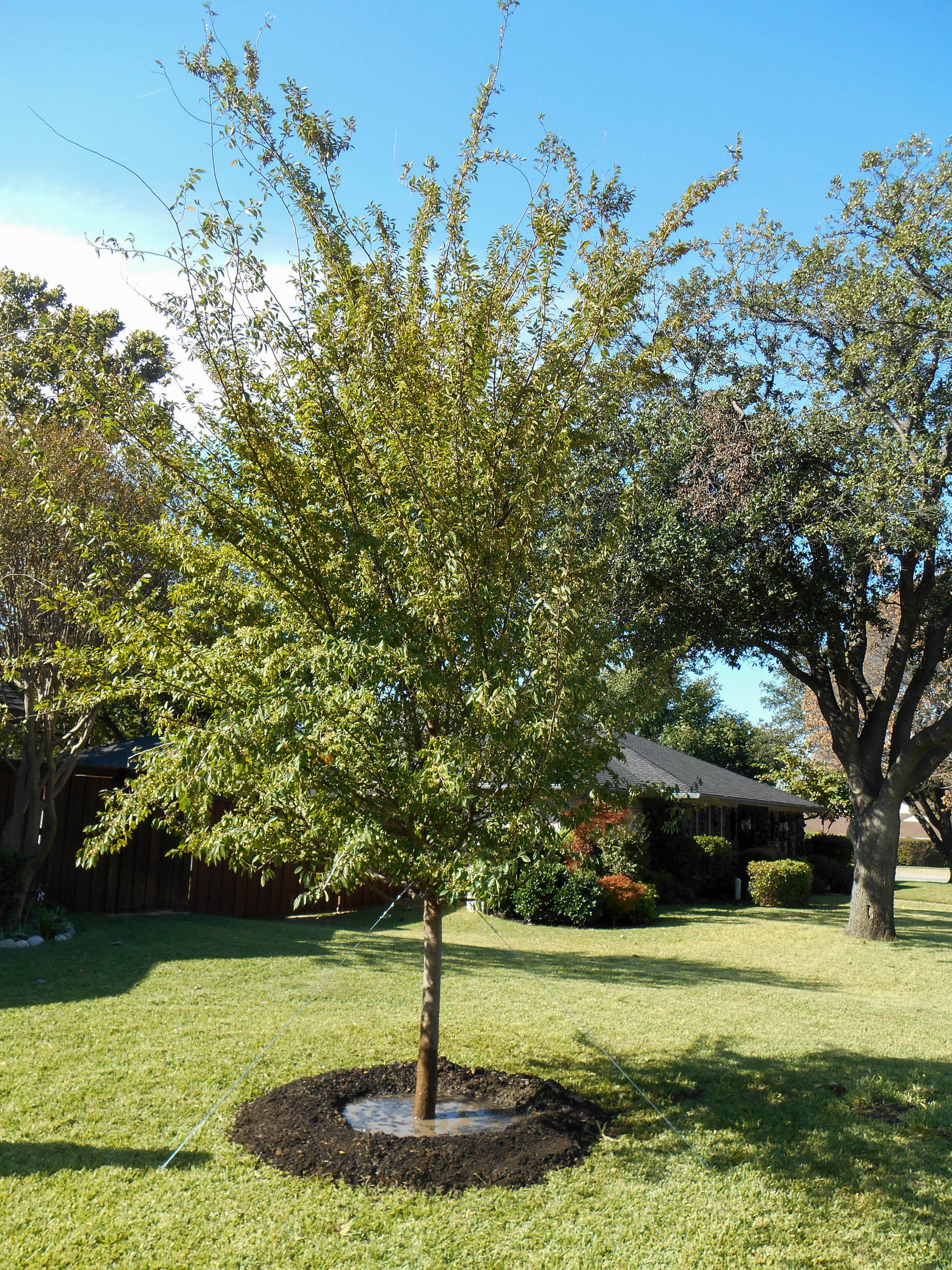 Как правильно: Пересадить взрослые деревья и кустарники