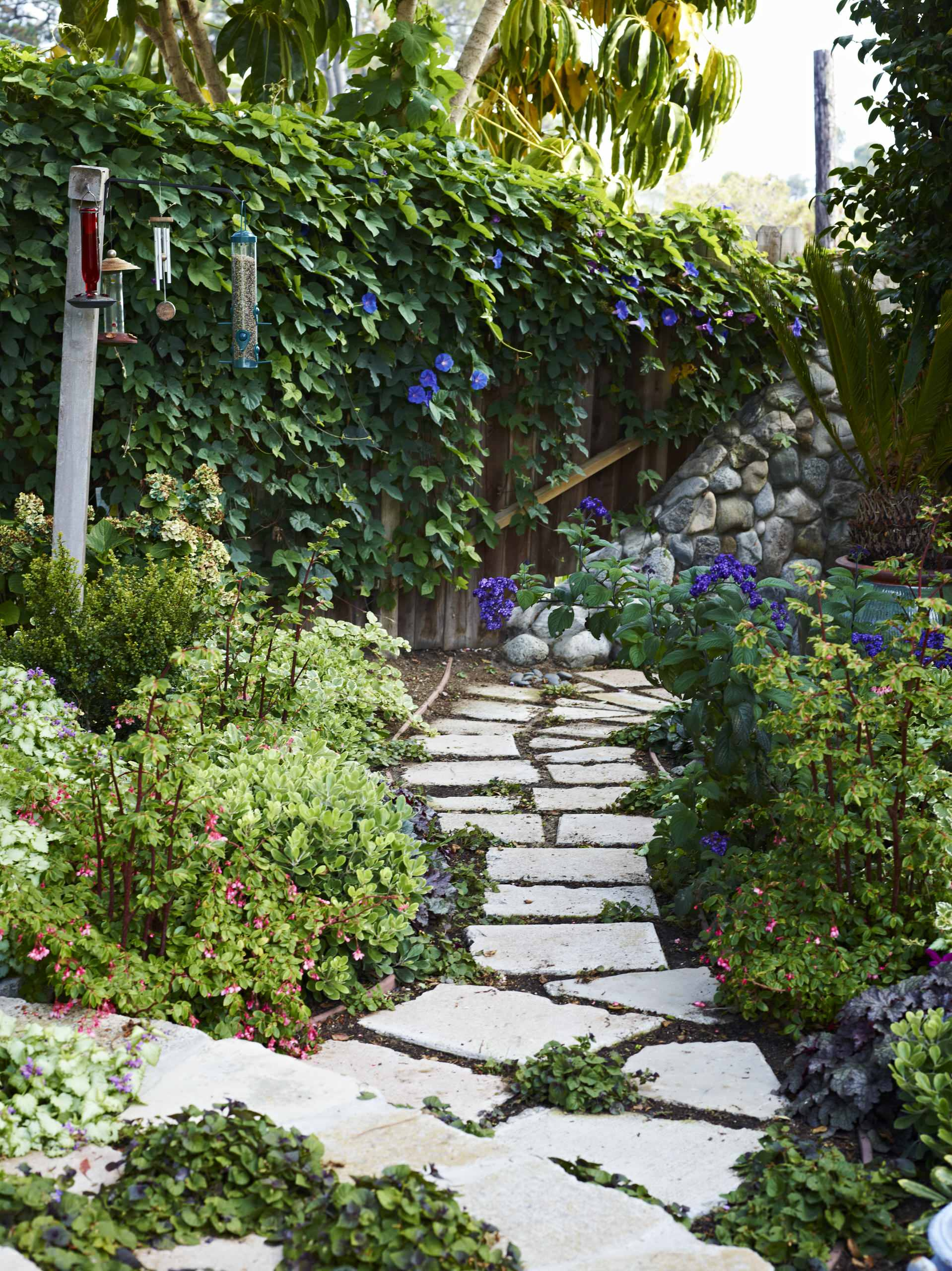 Увей меня нежно: Сажаем вьющиеся растения у забора, беседки и перголы