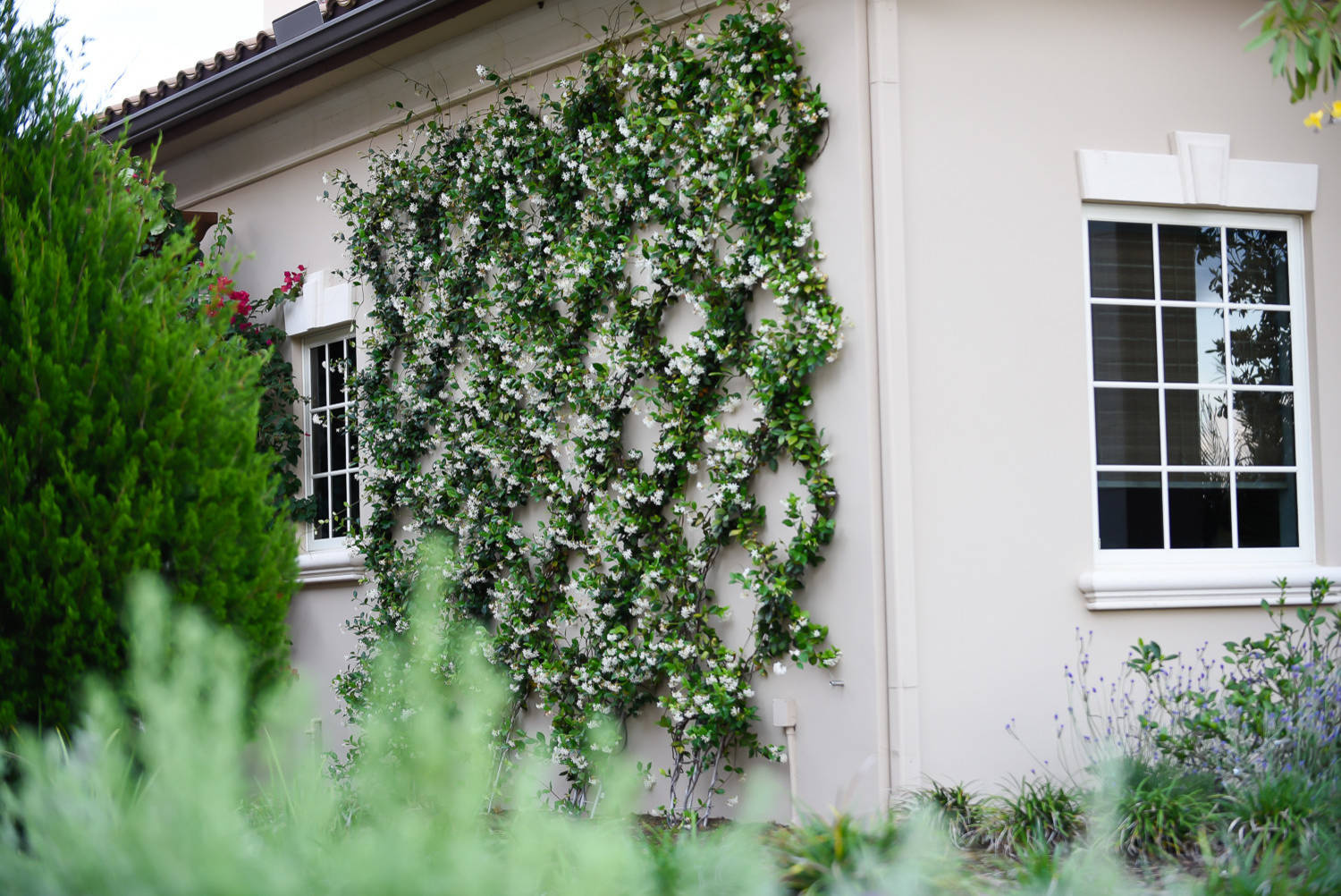 Вопрос: Есть ли альтернатива девичьему винограду на фасаде