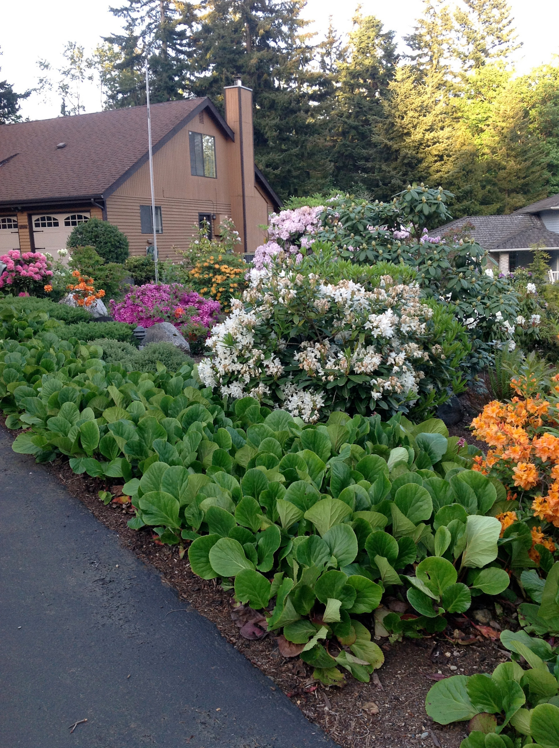 Сами не местные: 10 кустарников в зоне риска в Подмосковье