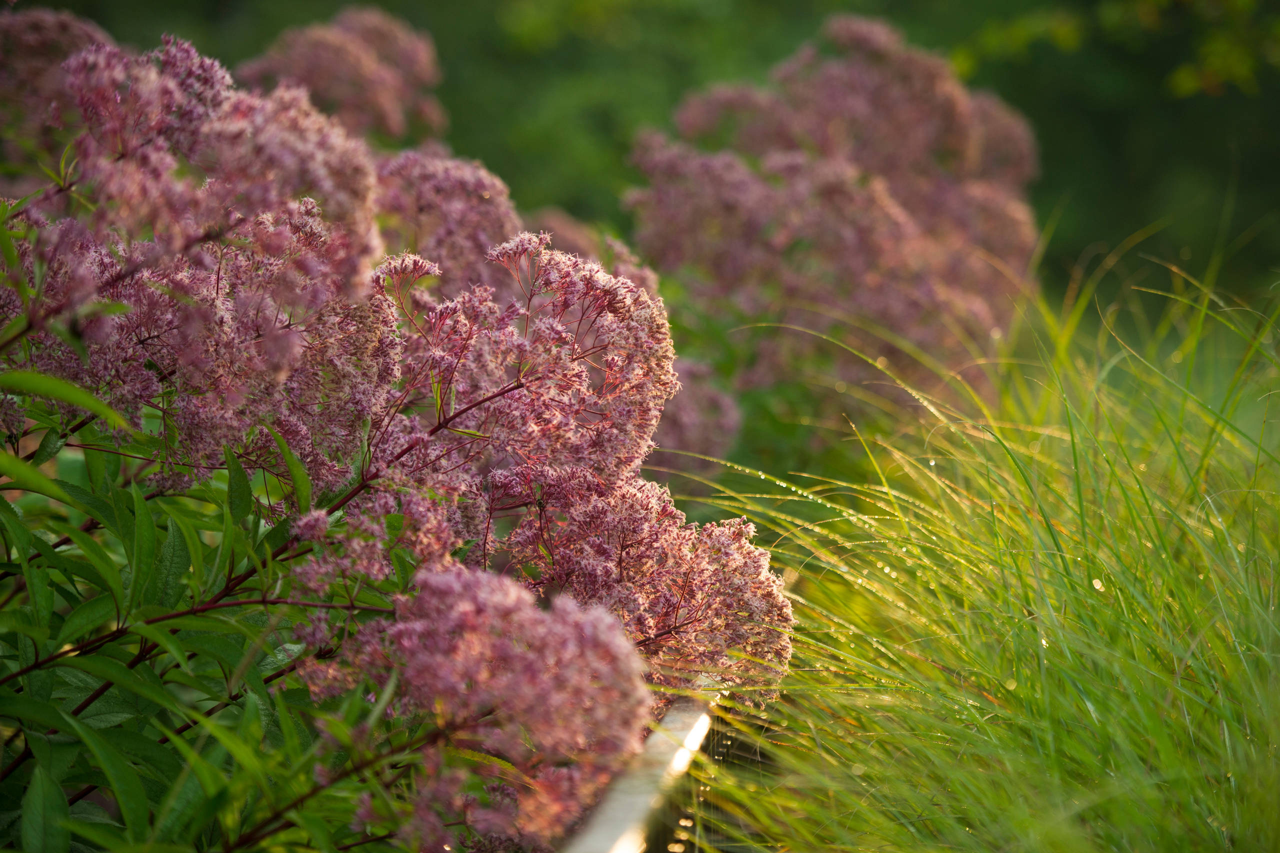 Как правильно: Посадочный материал для сада «новой волны»