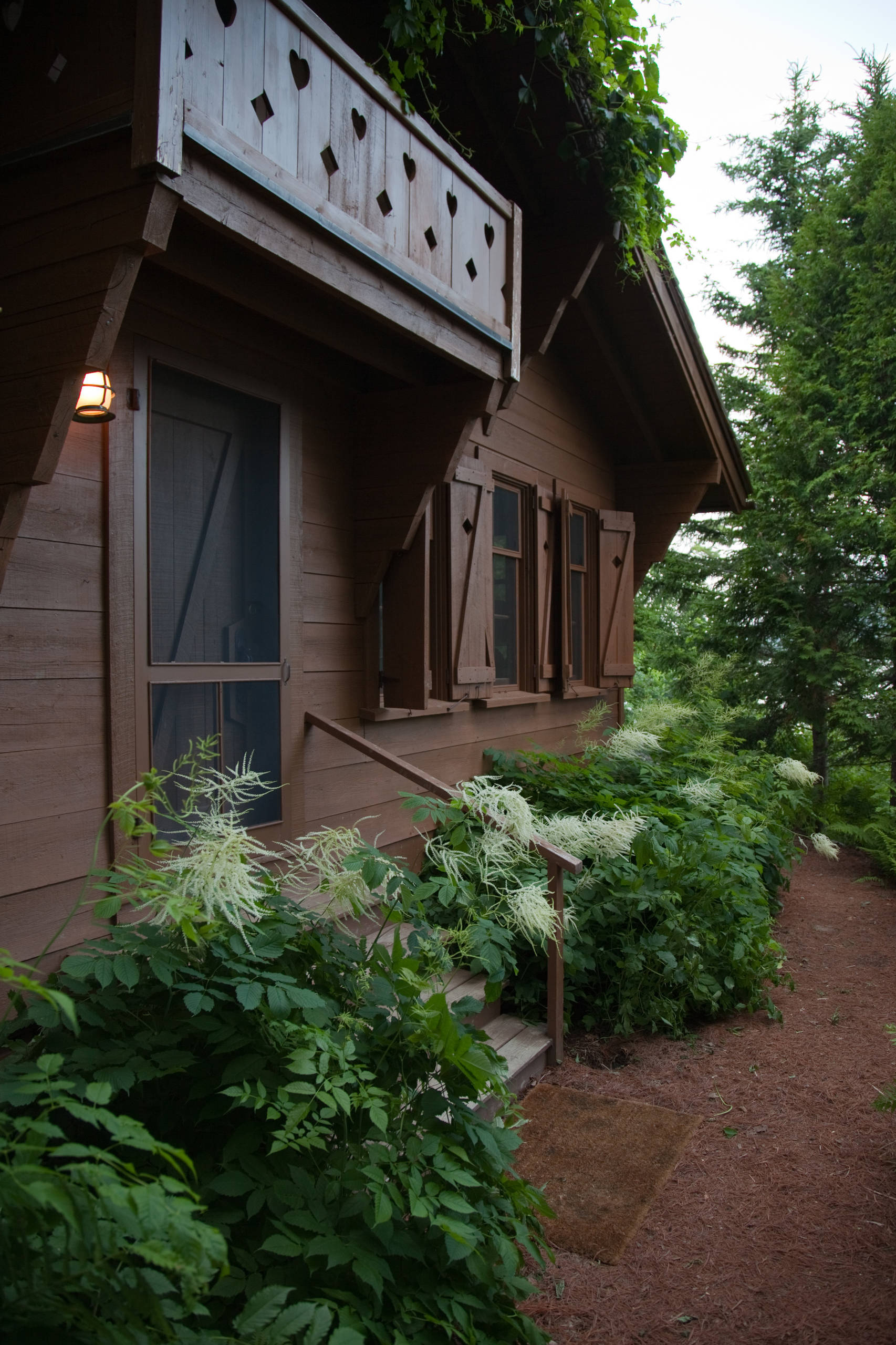 В закладки: Топ-10 цветущих растений для сада в тени