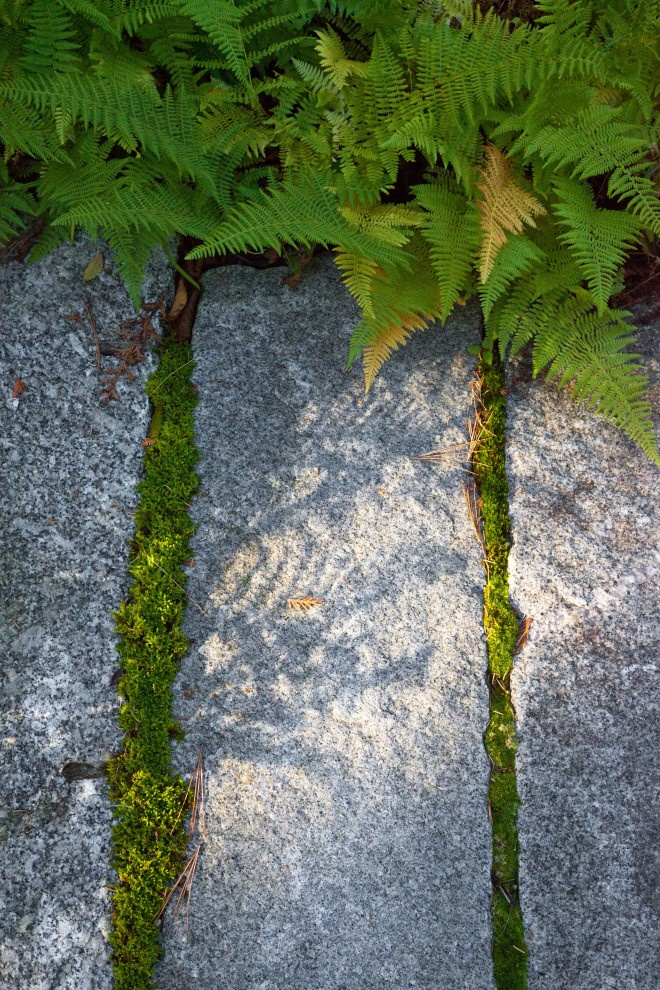 Зачем вам: Растения, которые можно вытаптывать