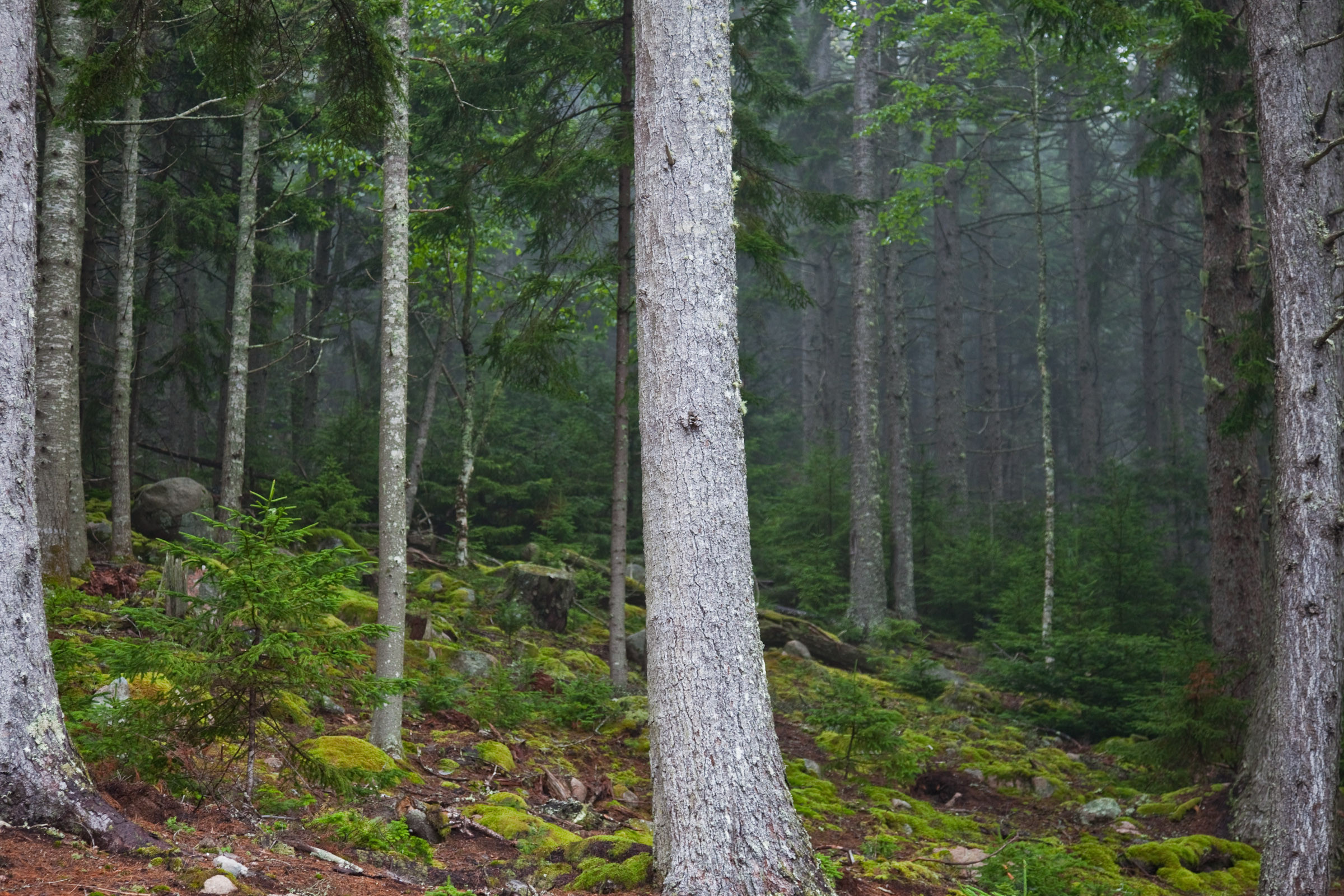 Личный опыт: Как я рубил гигантское дерево на участке