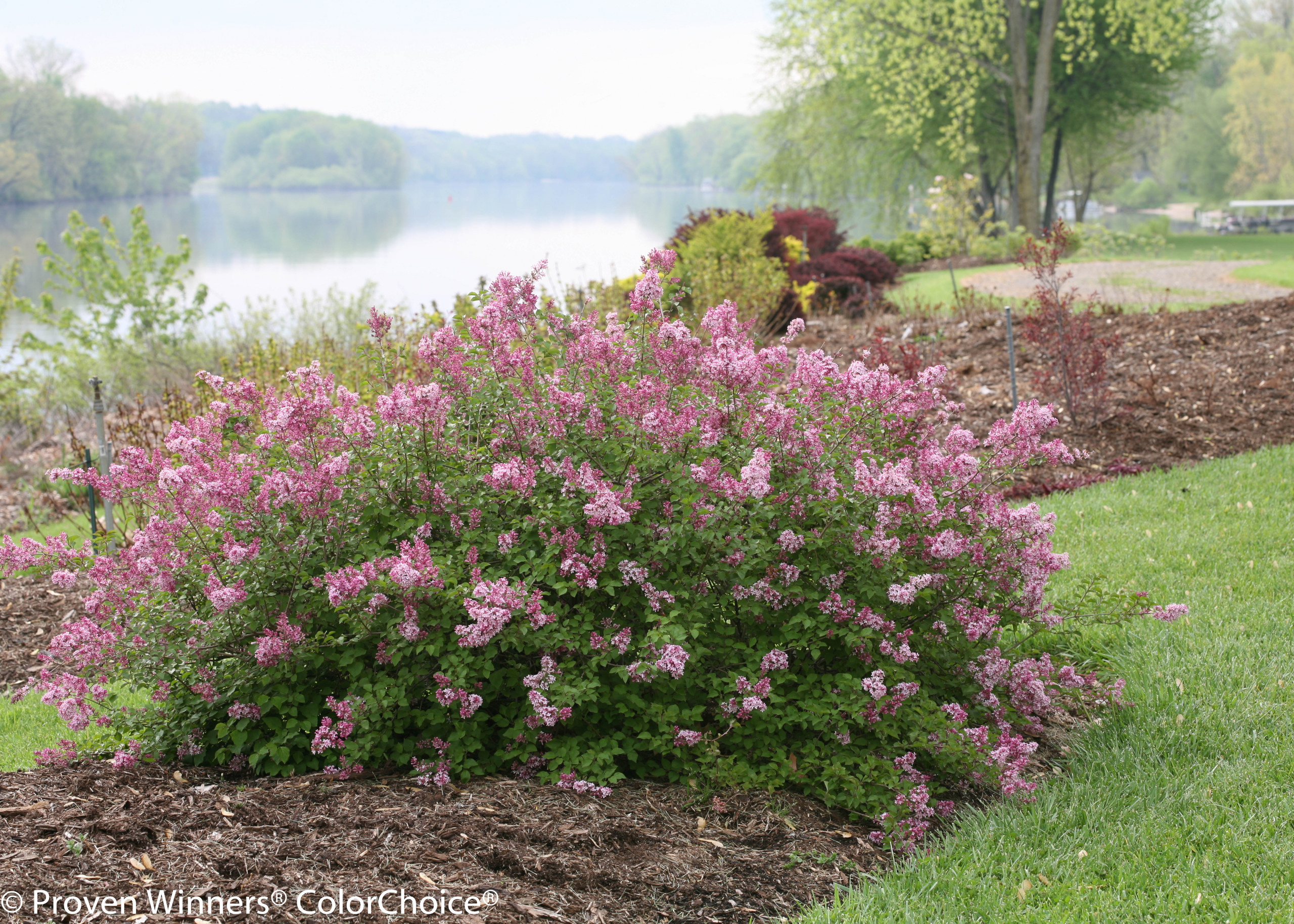Как правильно: Выбрать и посадить сирень в своем саду