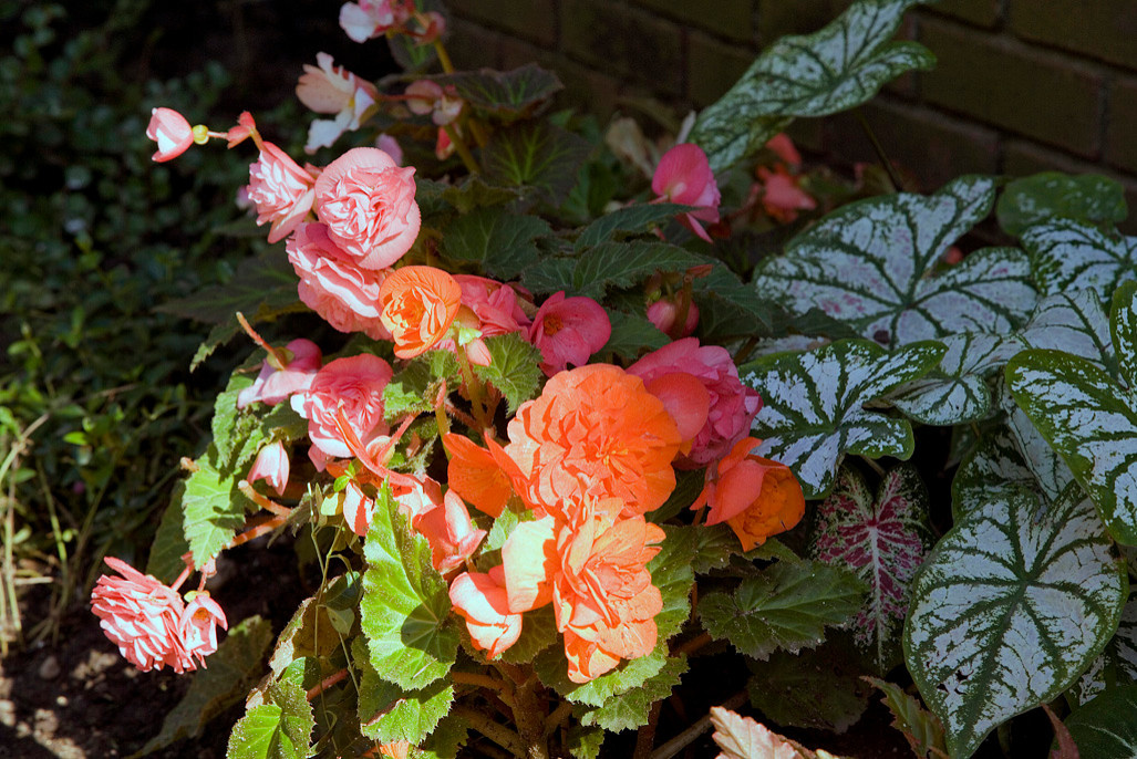 Азбука садовода: Каким садовым растениям надо зимовать внутри дома